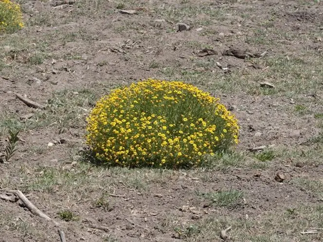 Bitterweed