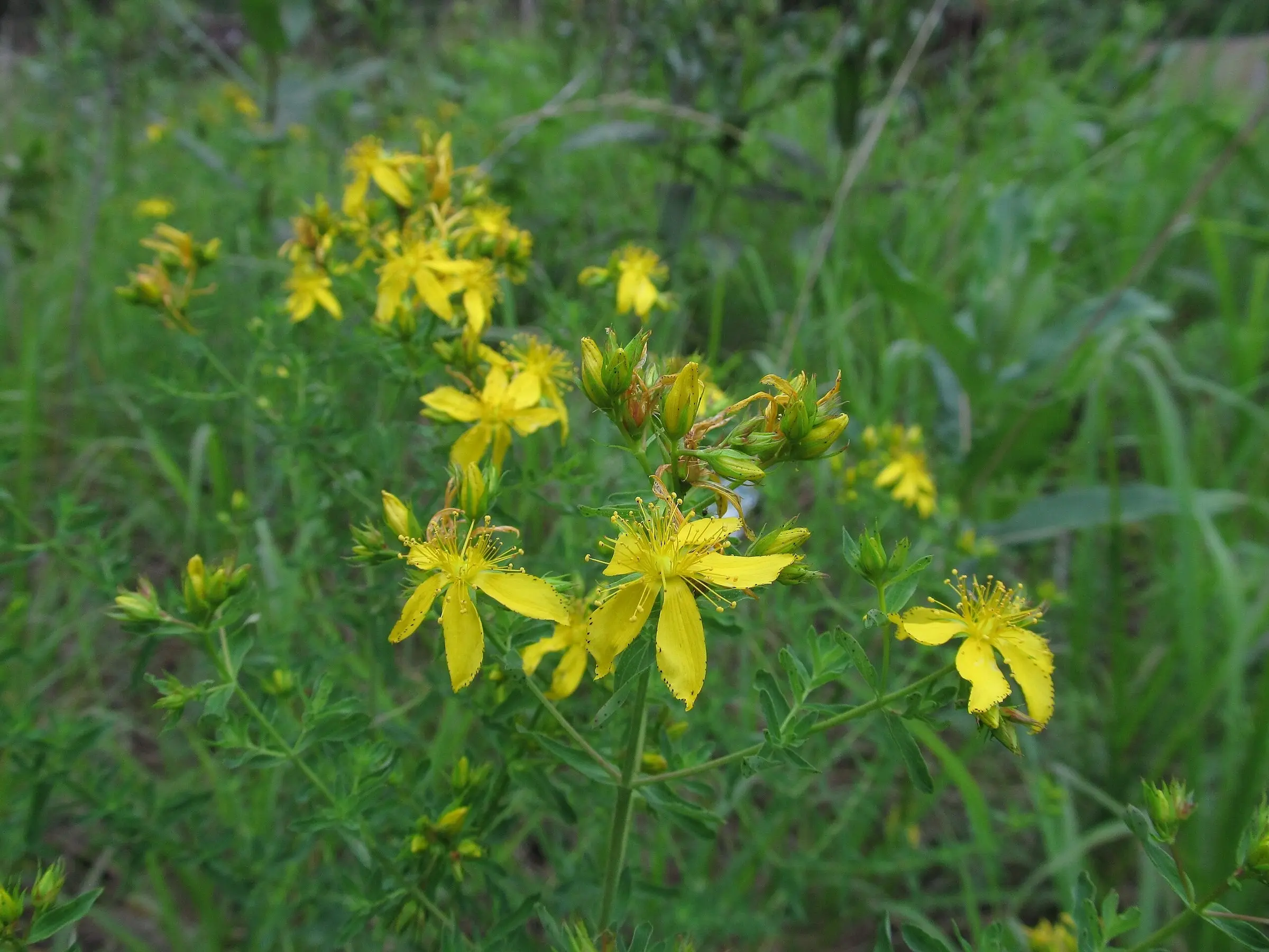 Goat Weed