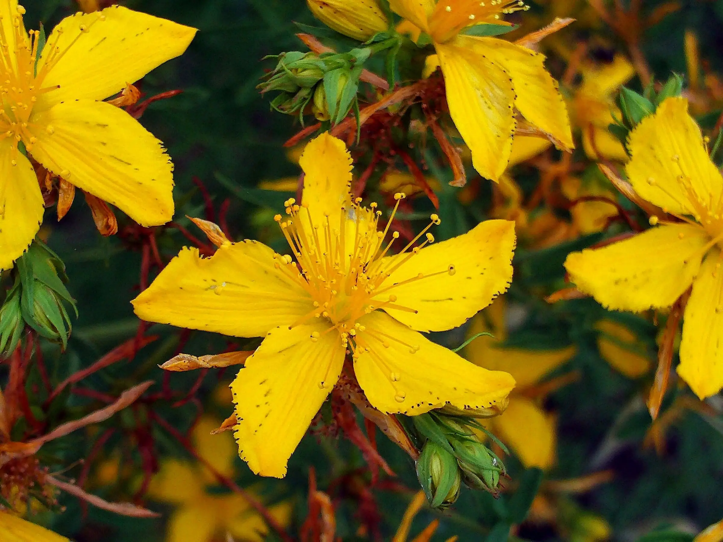 St John's Wort