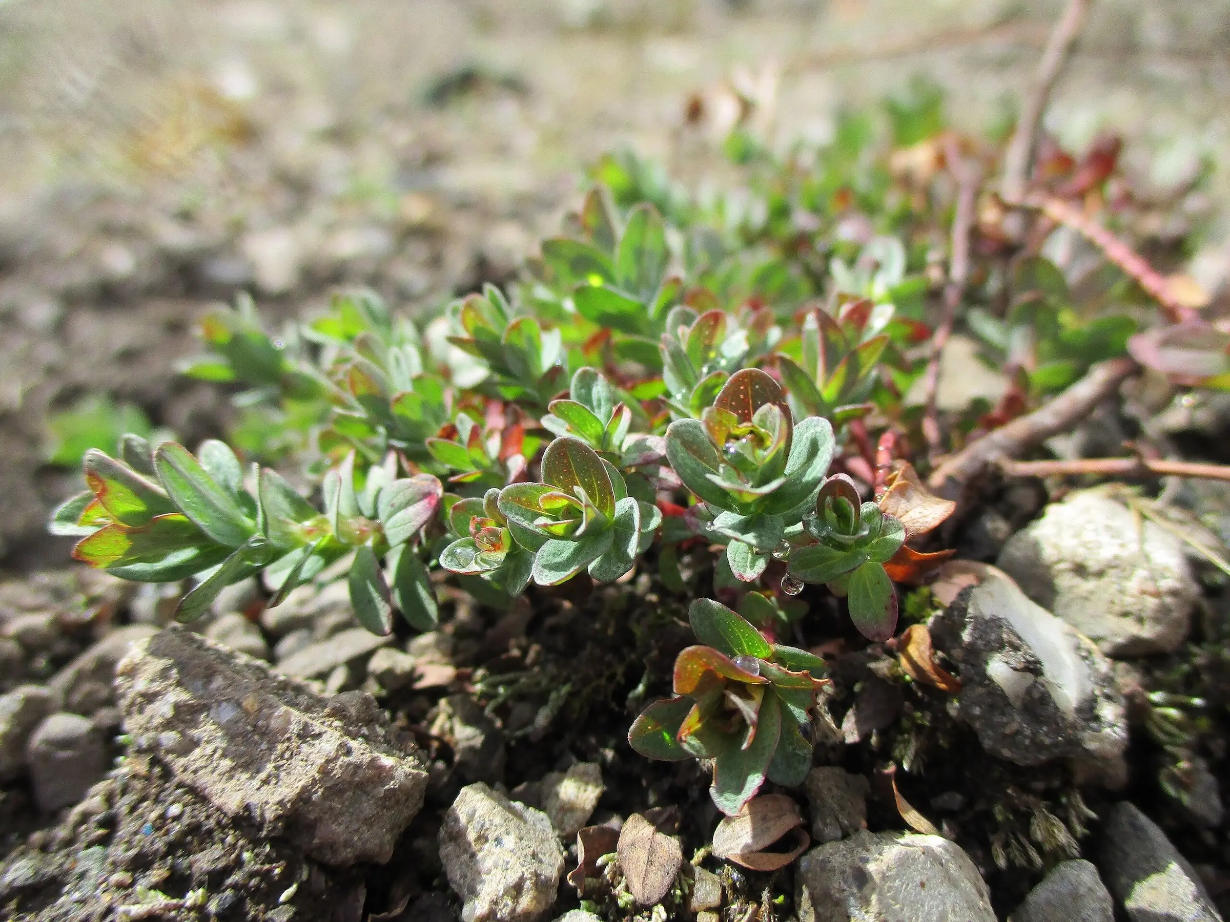 St John's Wort