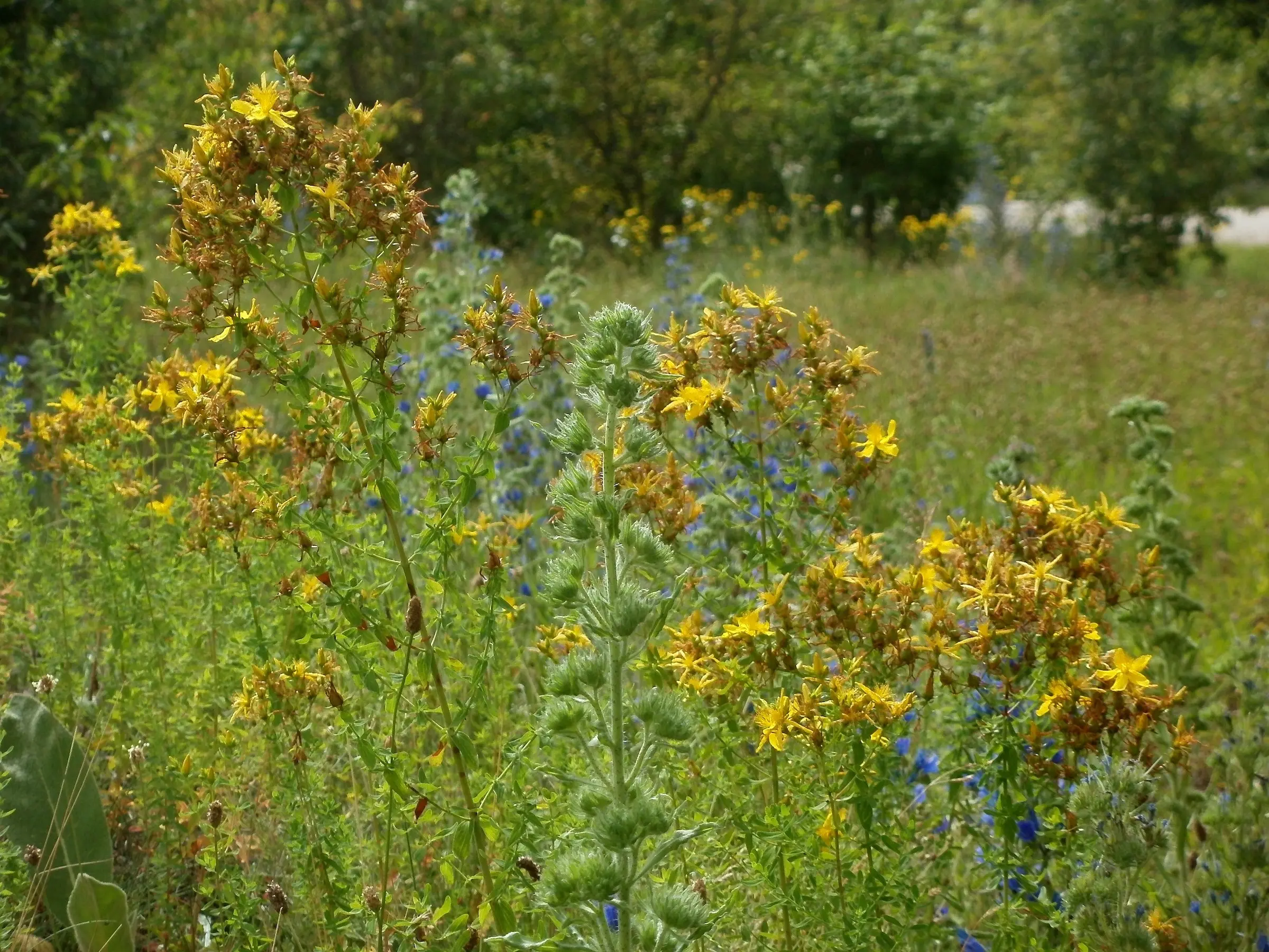 St John's Wort