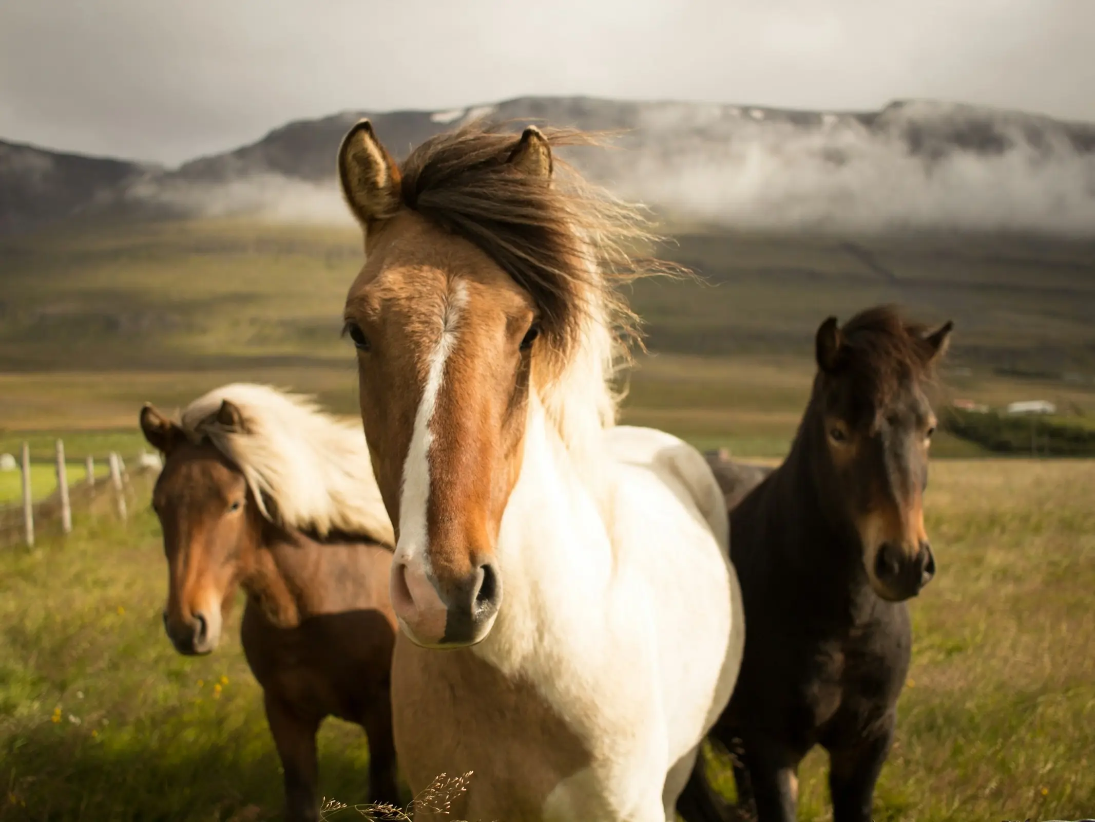 Icelandic Horse