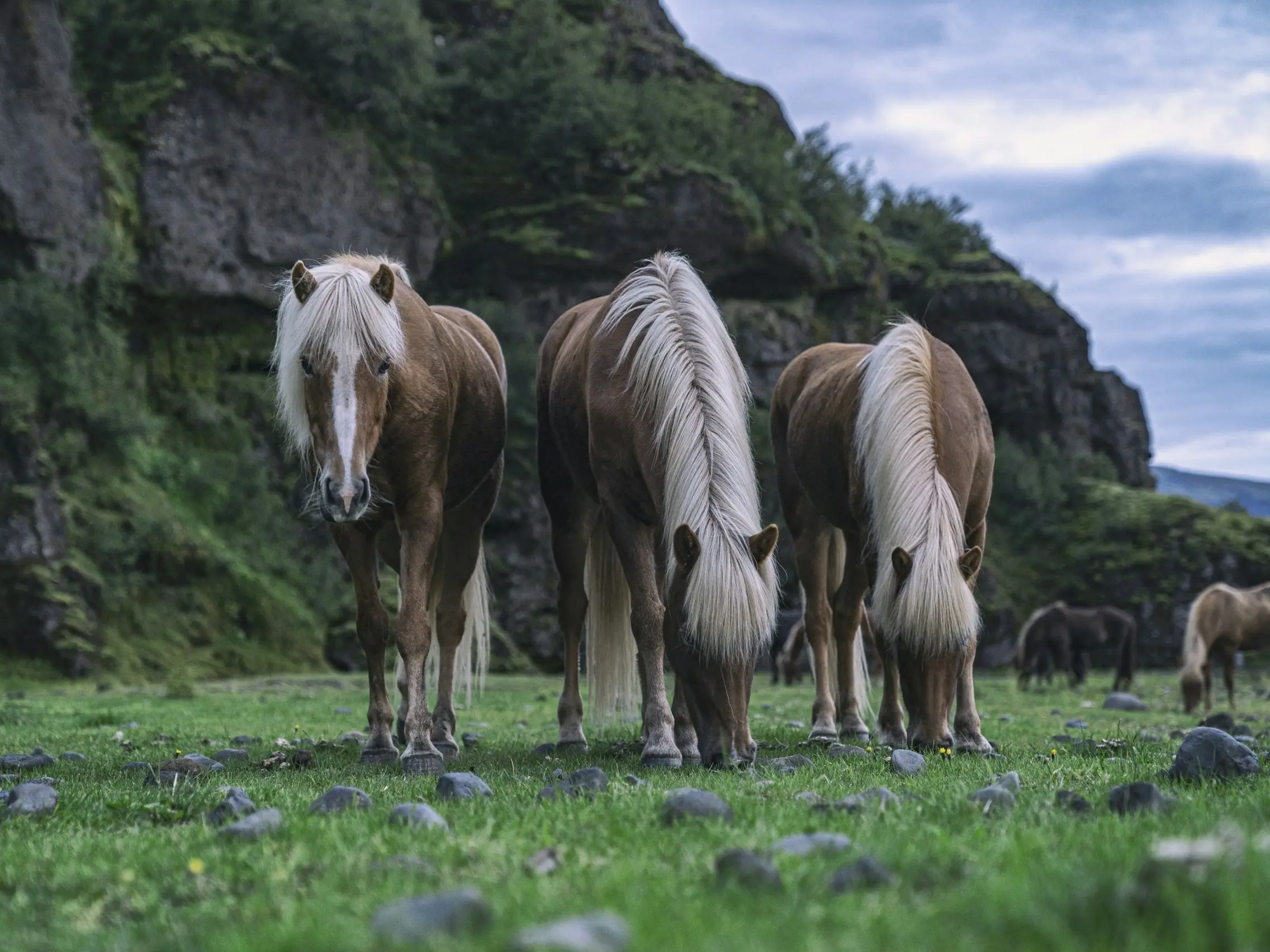 Icelandic Horse