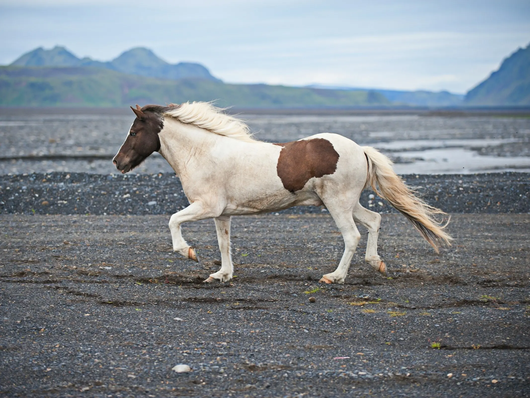 Icelandic Horse