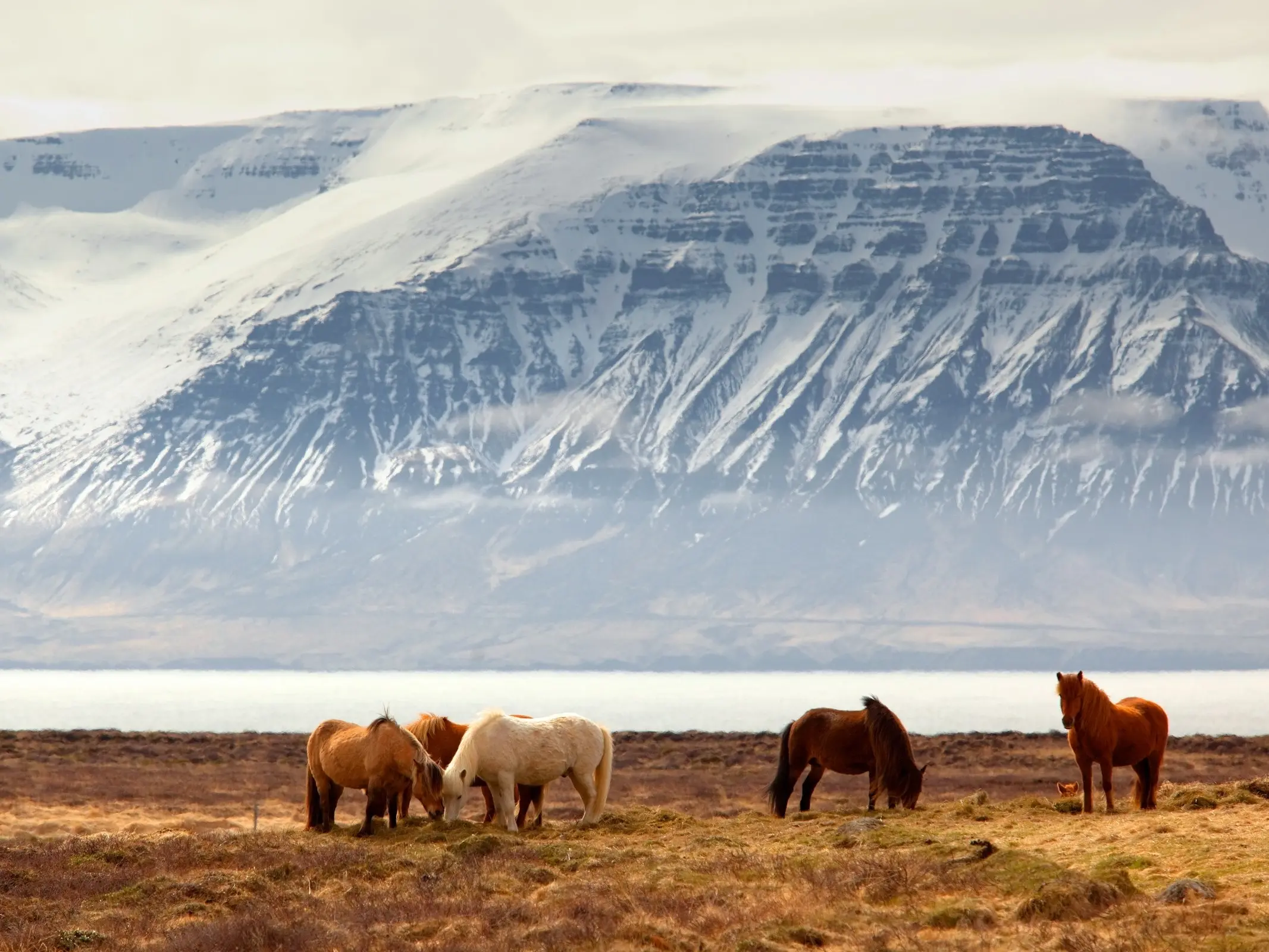 Icelandic Horse