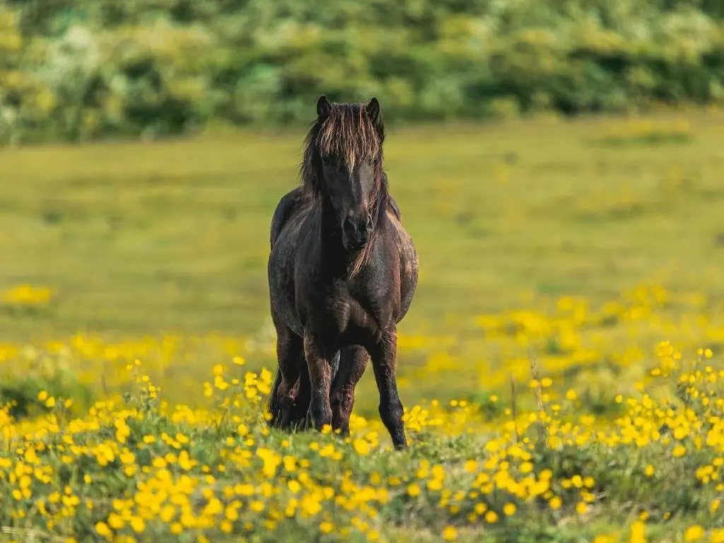 Icelandic Horse