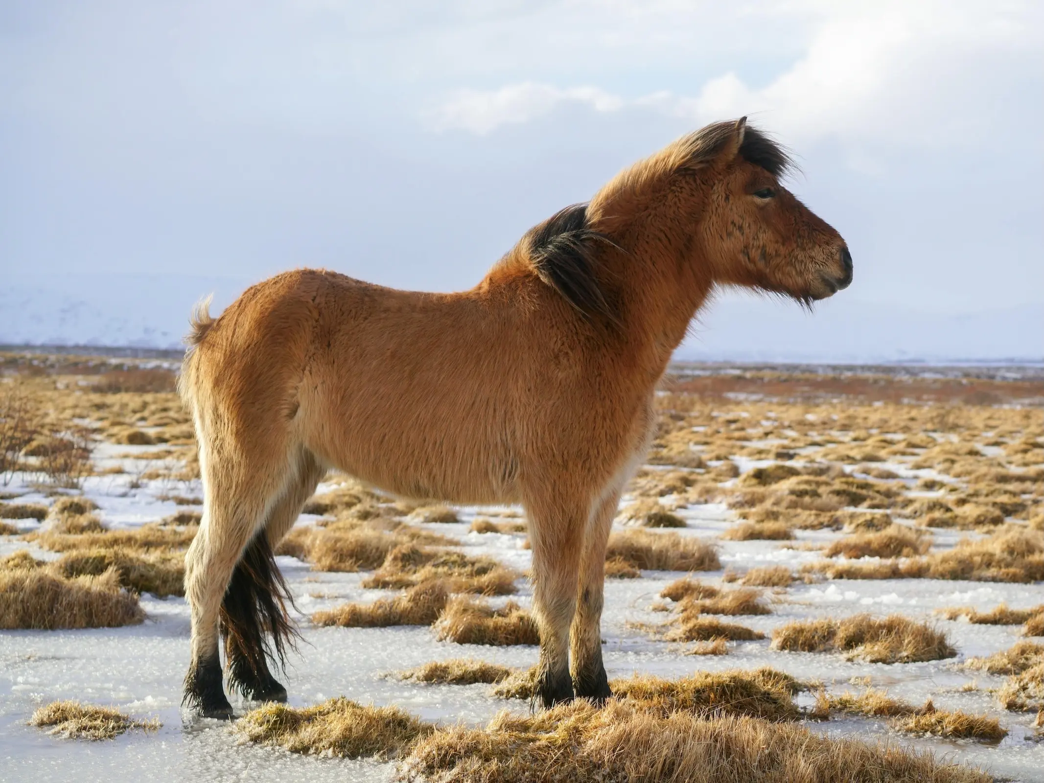 Wildtype bay dun Icelandic Horse