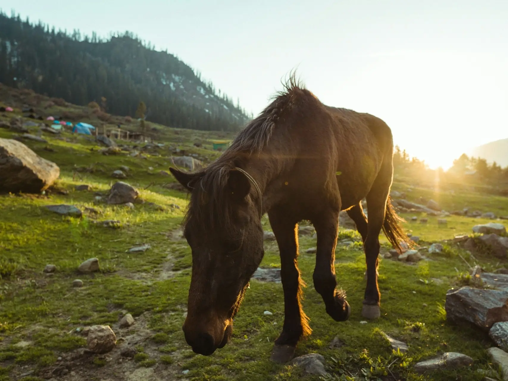 Indian Country Bred Horse 