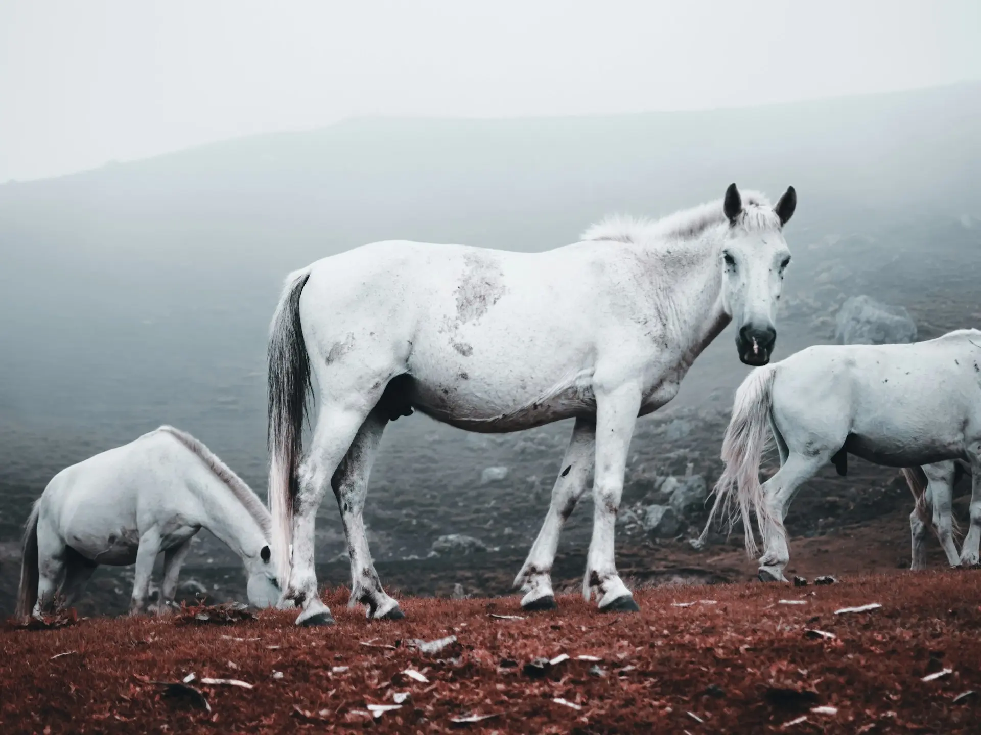 Indian Country Bred Horse