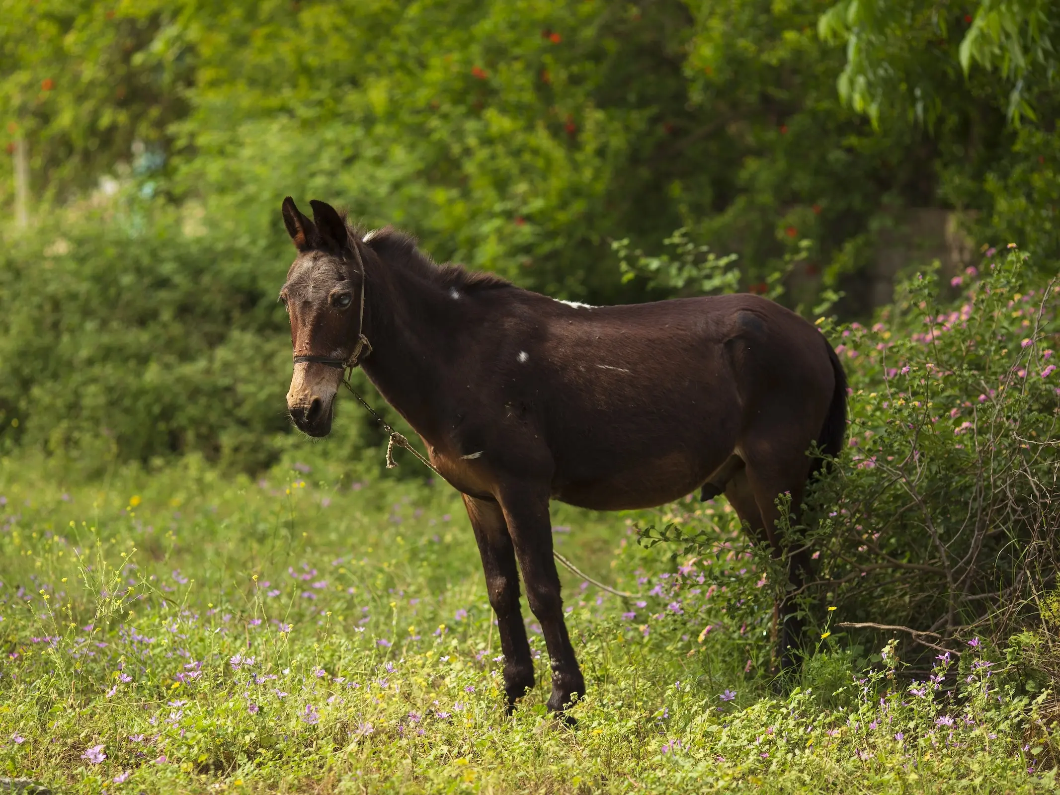 Horse with injury marks