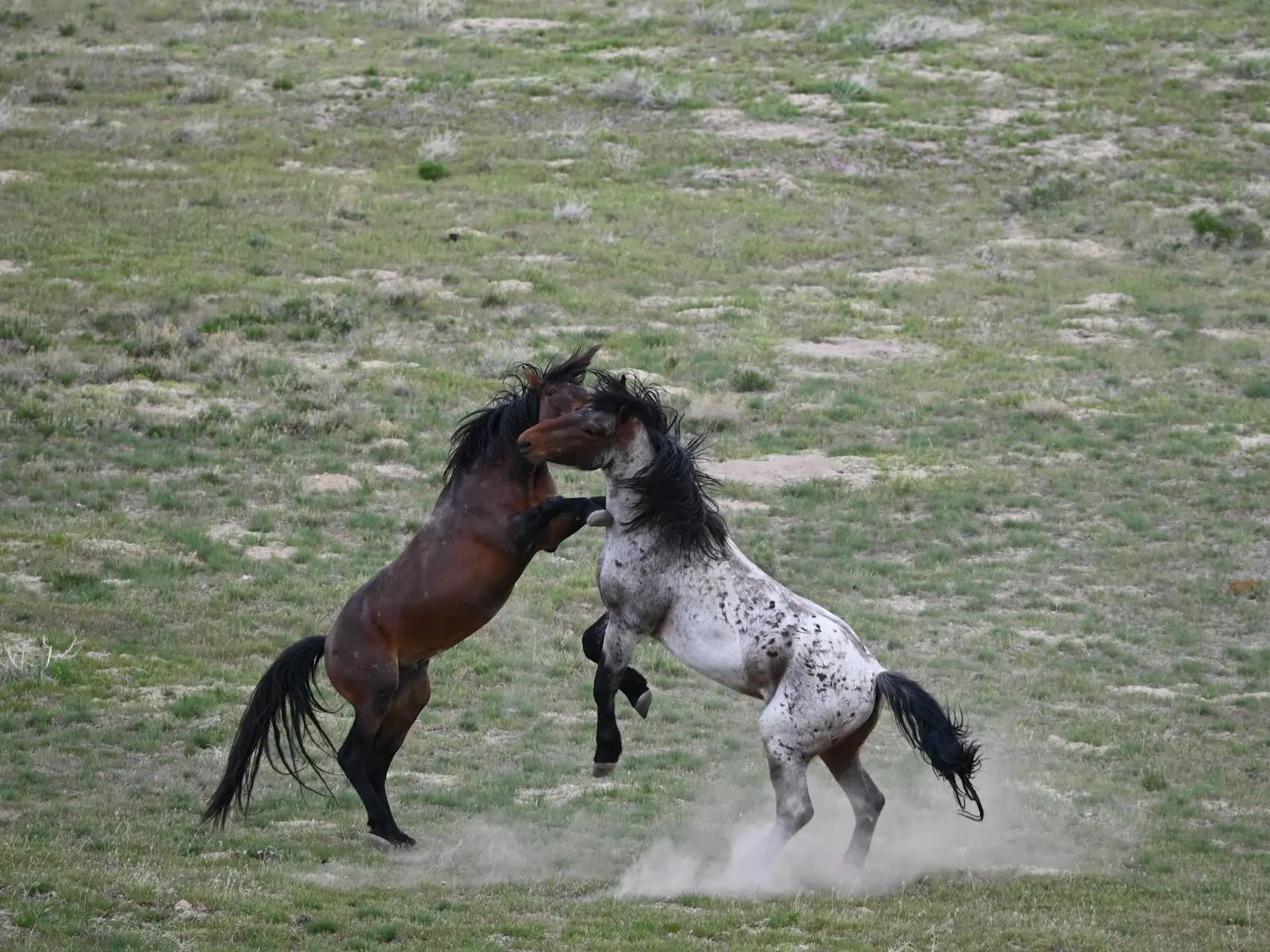 Horse with injury marks