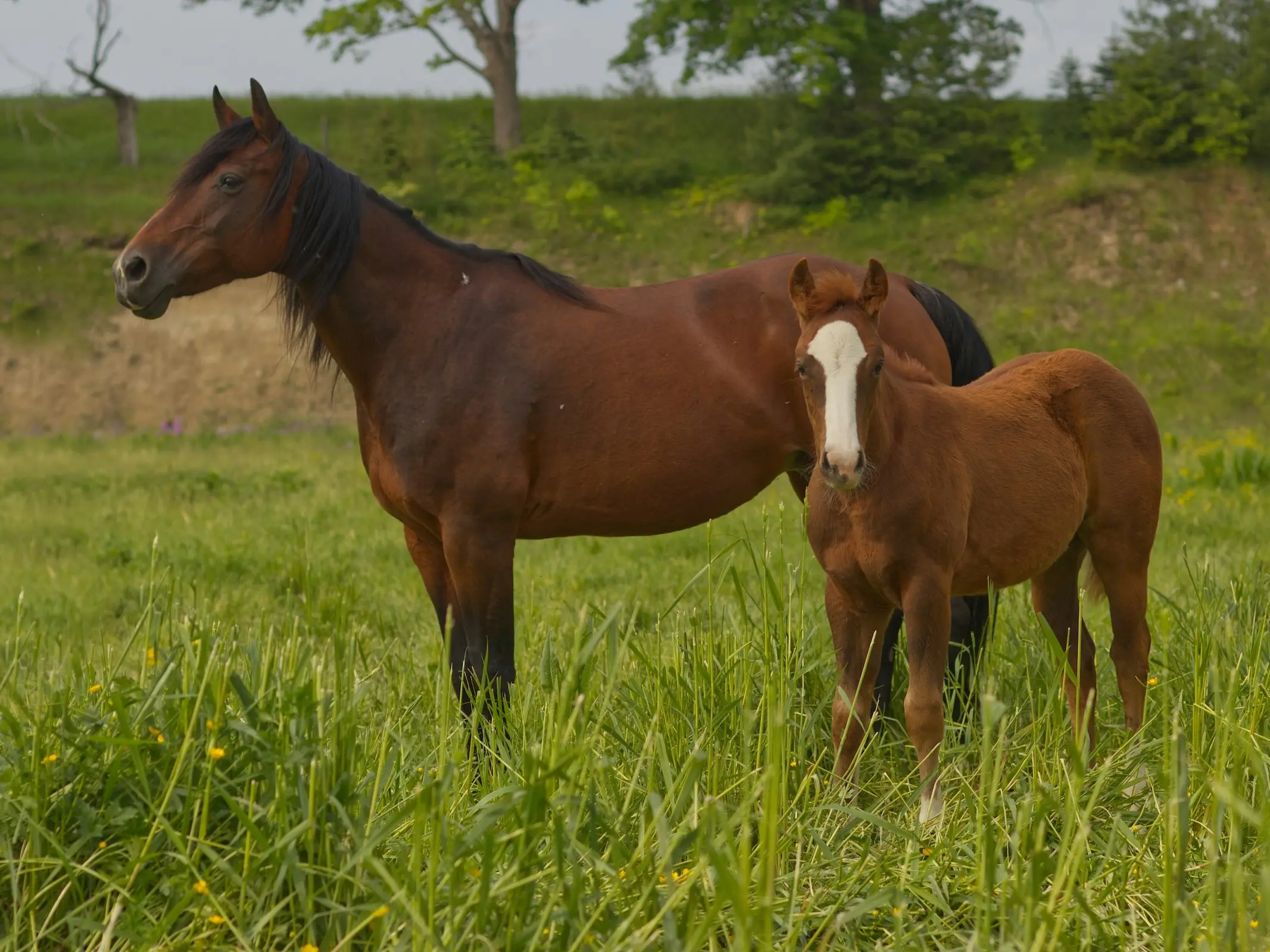 Horse with injury marks