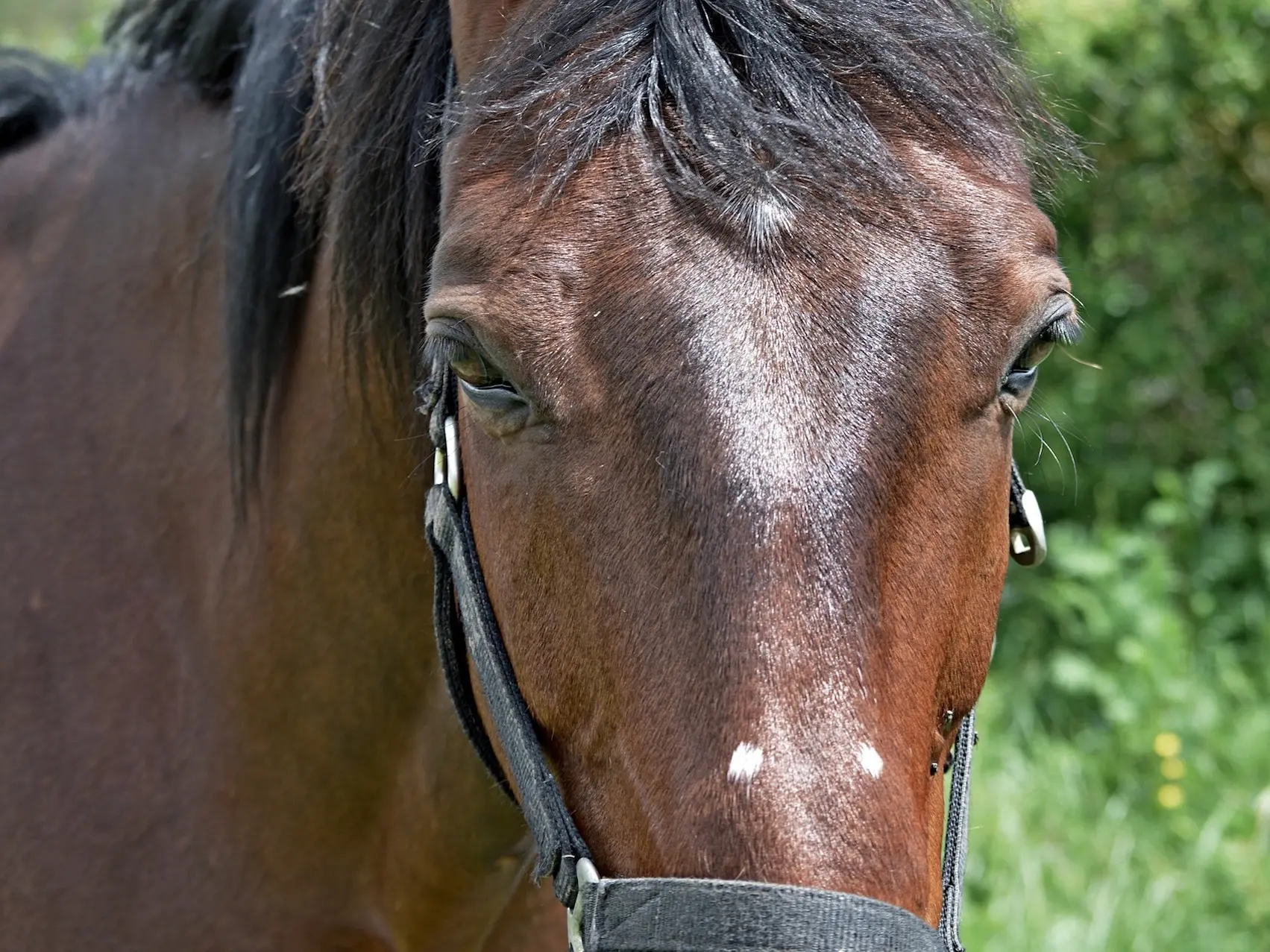 Horse with injury marks