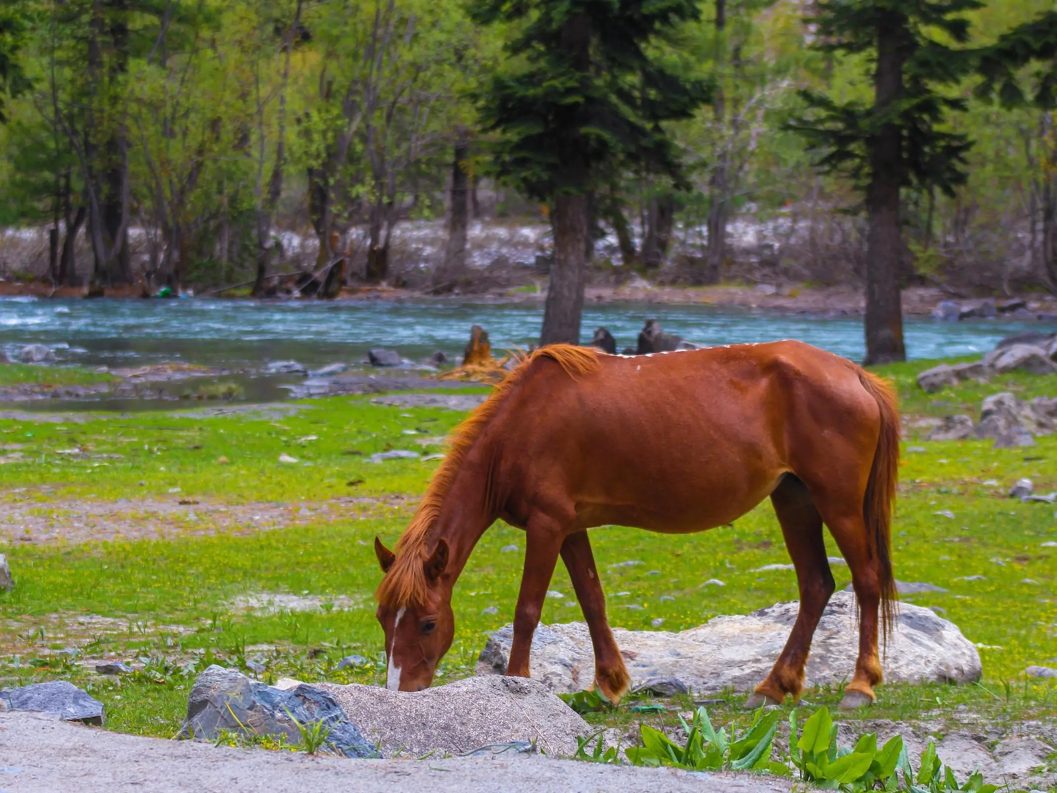 Horse with injury marks