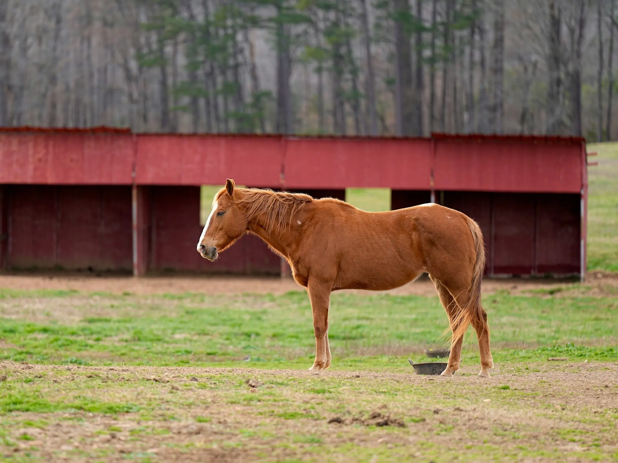 Horse with injury marks