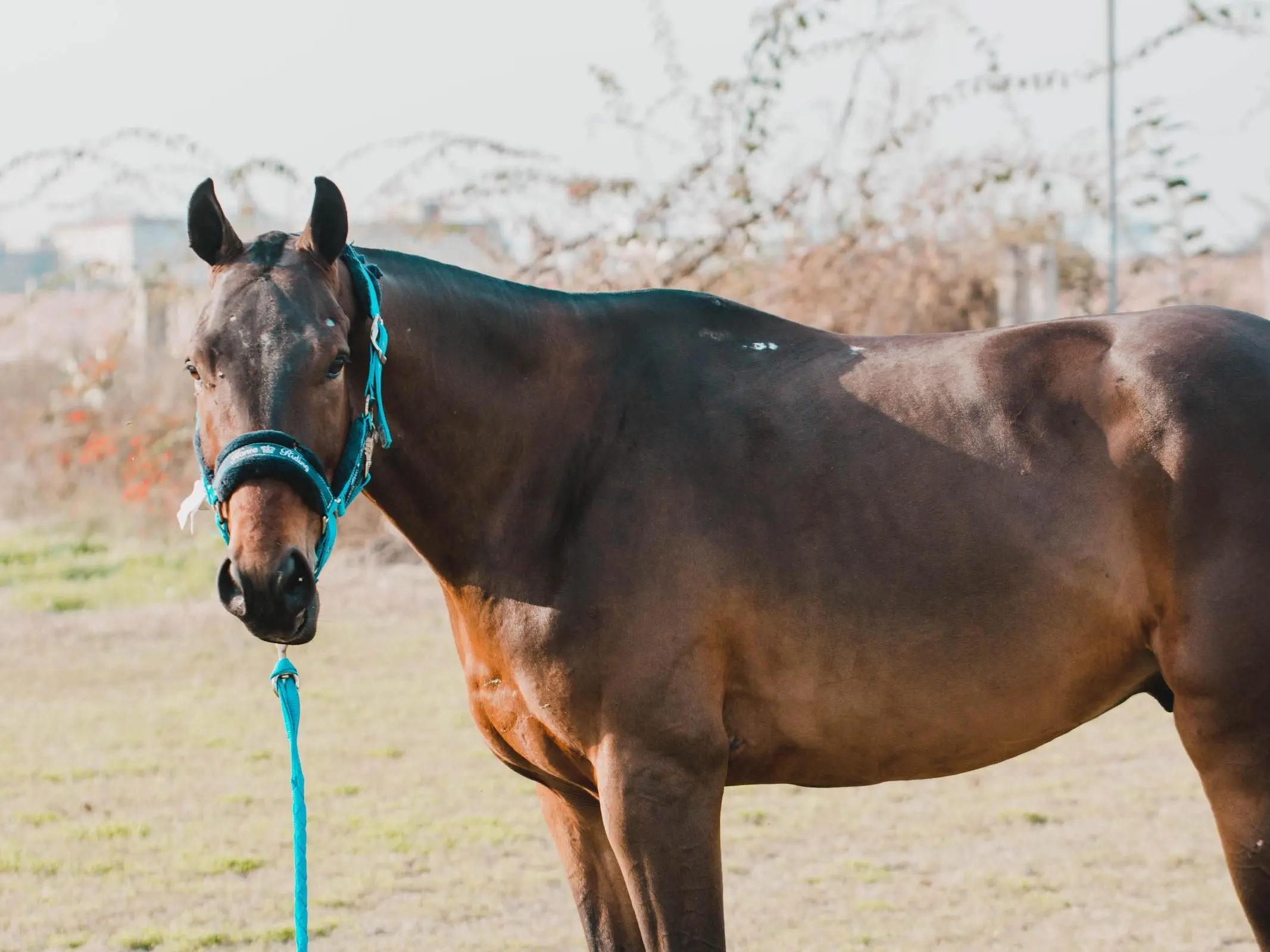 Horse with injury marks