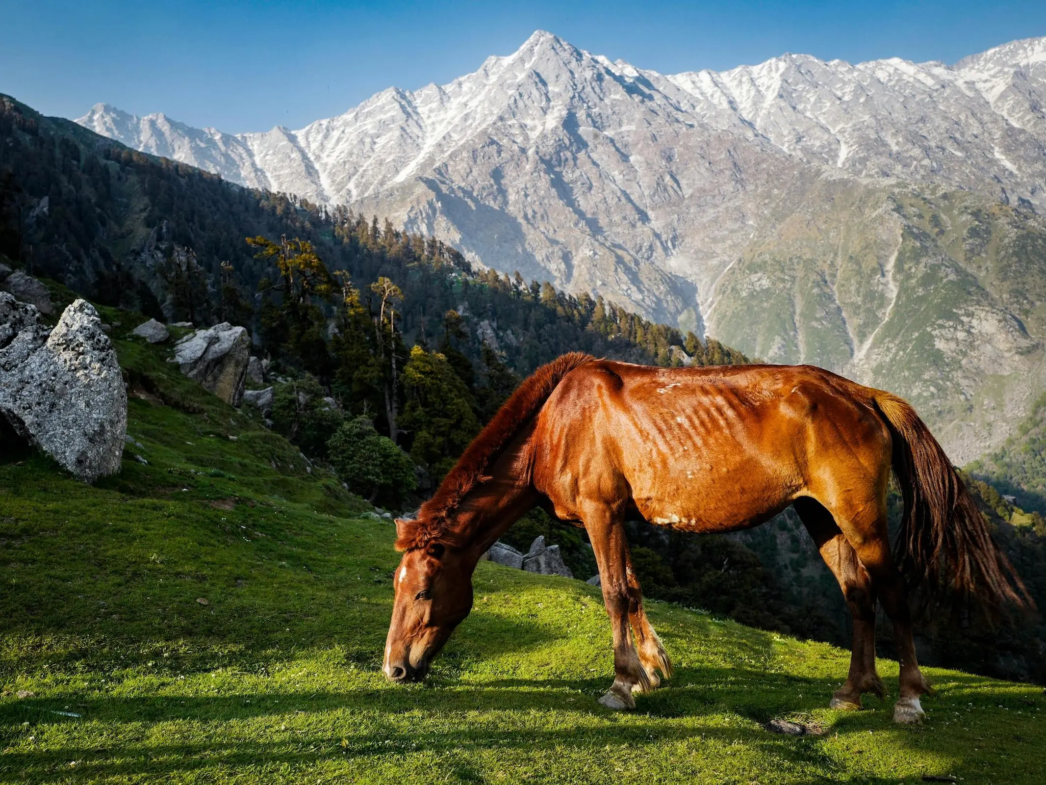 Horse with injury marks