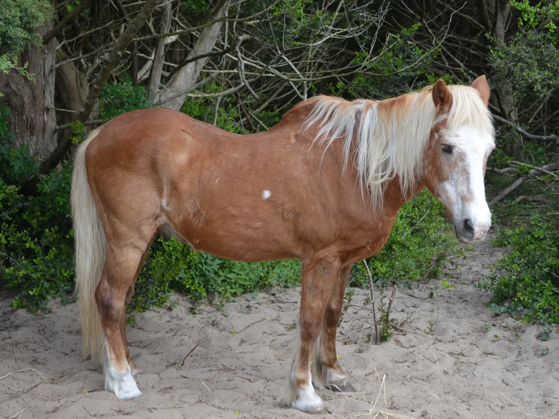 Horse with injury marks