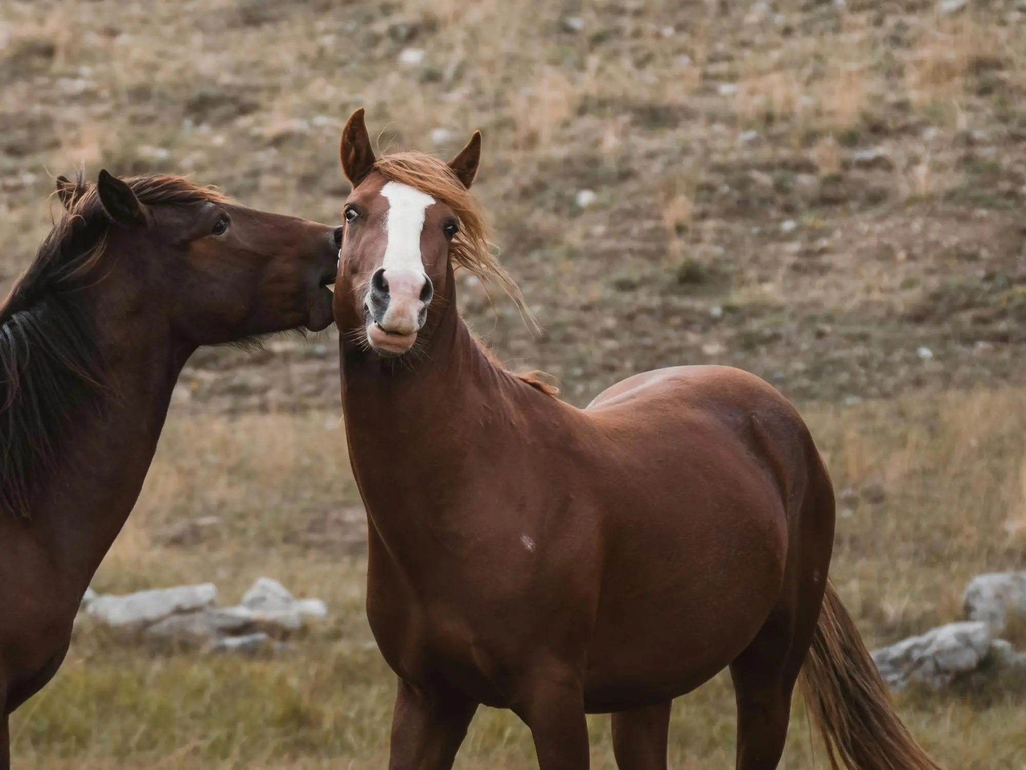 Horse with injury marks