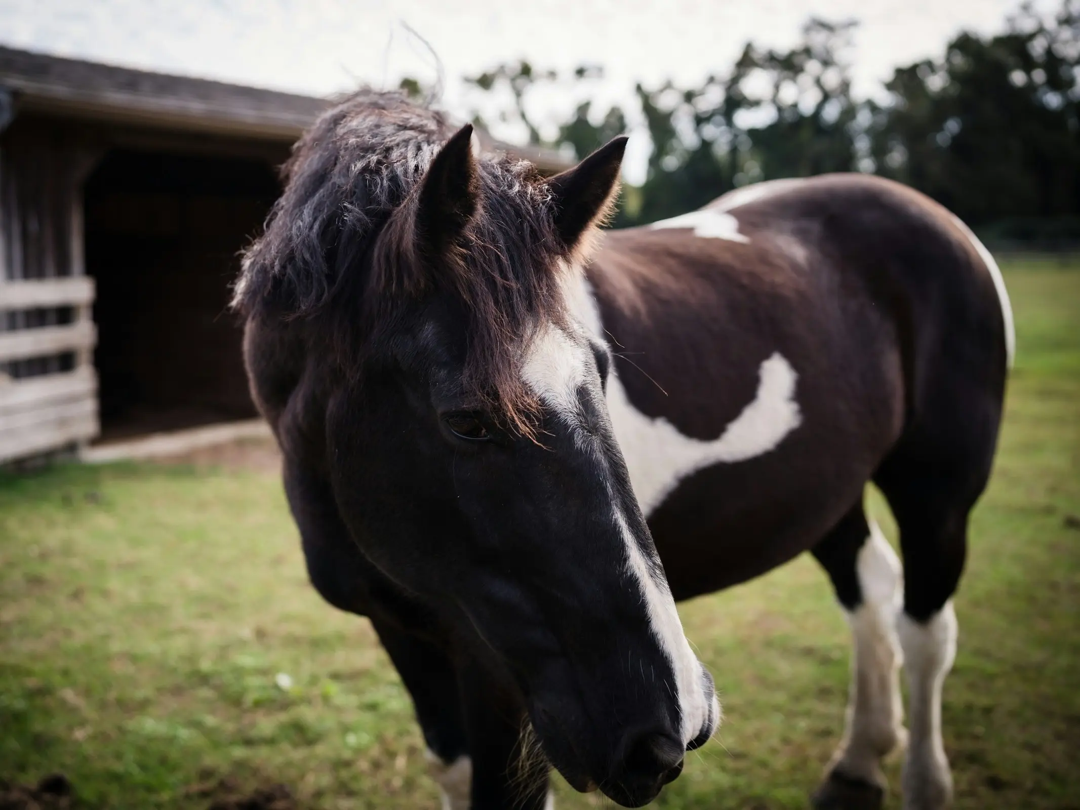 Horse with an interrupted face marking