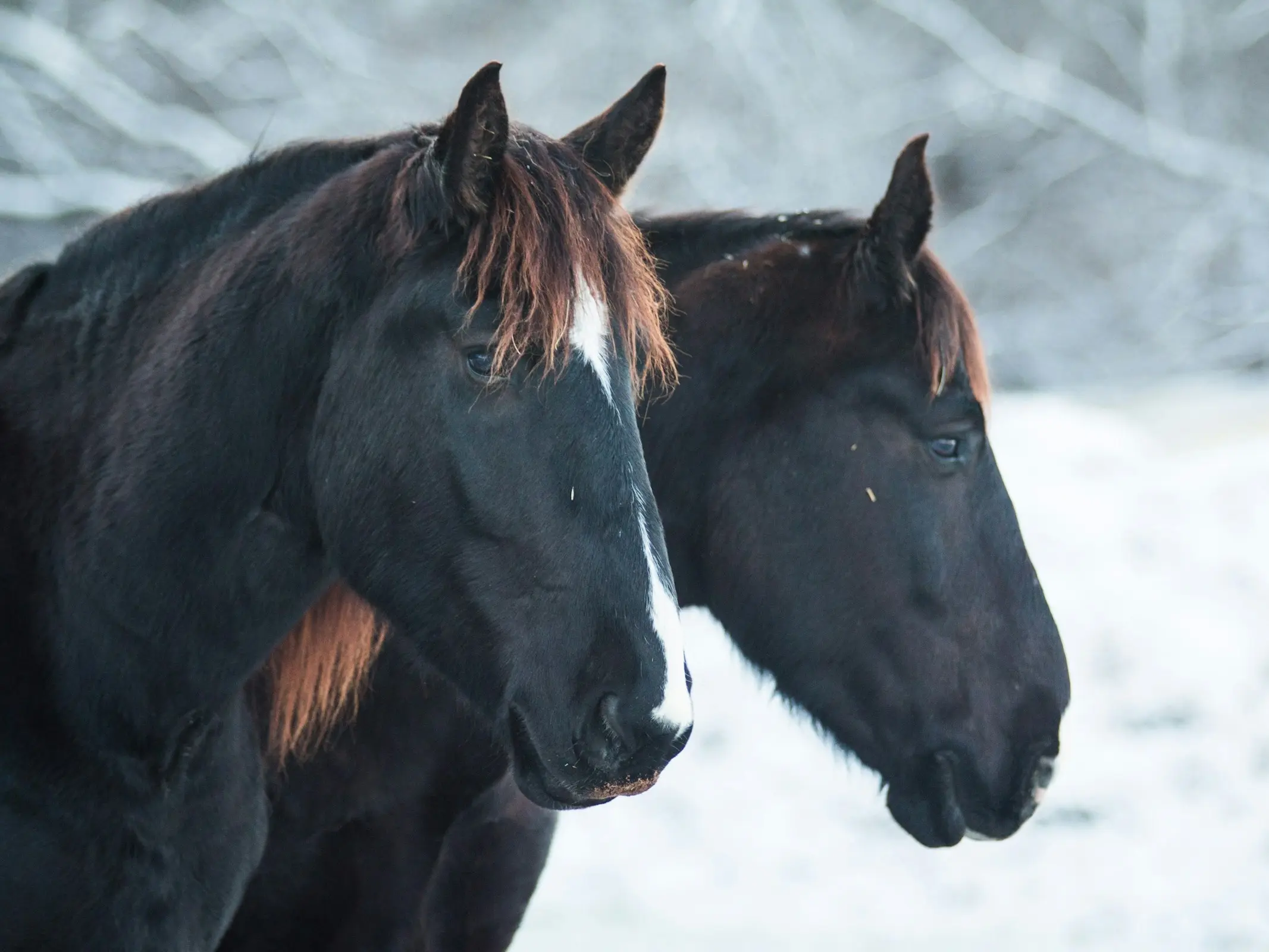 Horse with an interrupted face marking