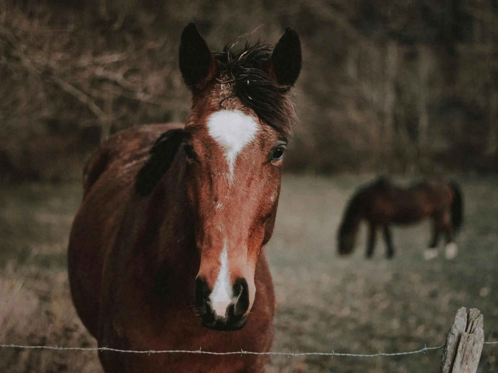 Horse with an interrupted stripe