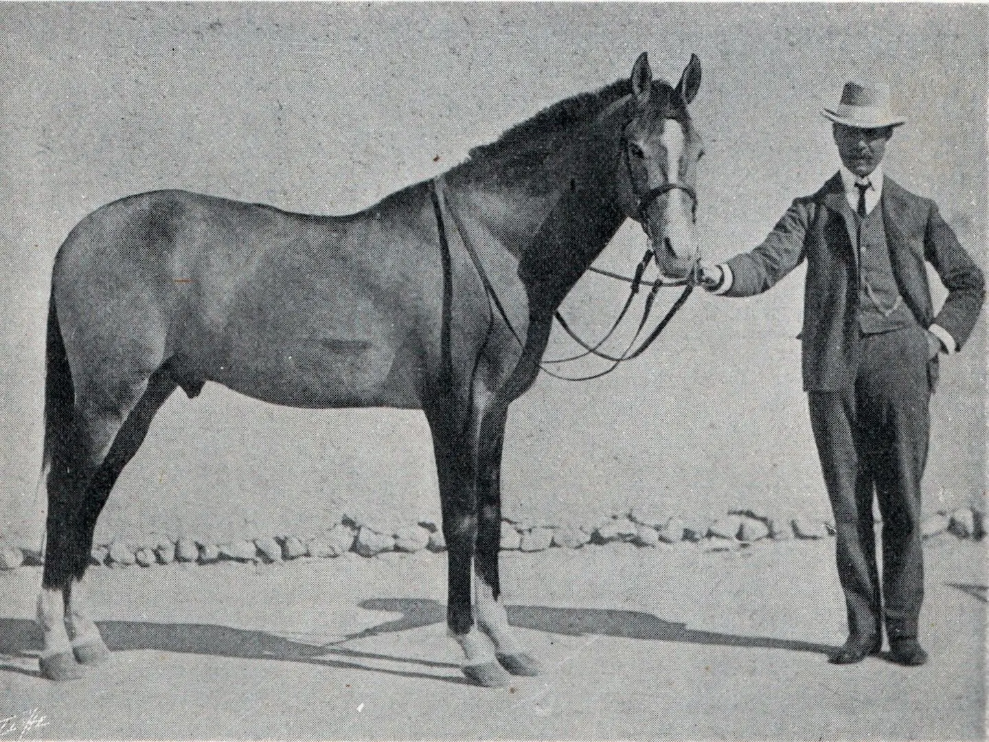 Iomud Horse