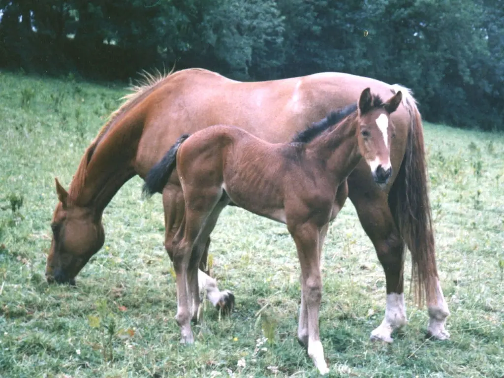 Irish Hunter