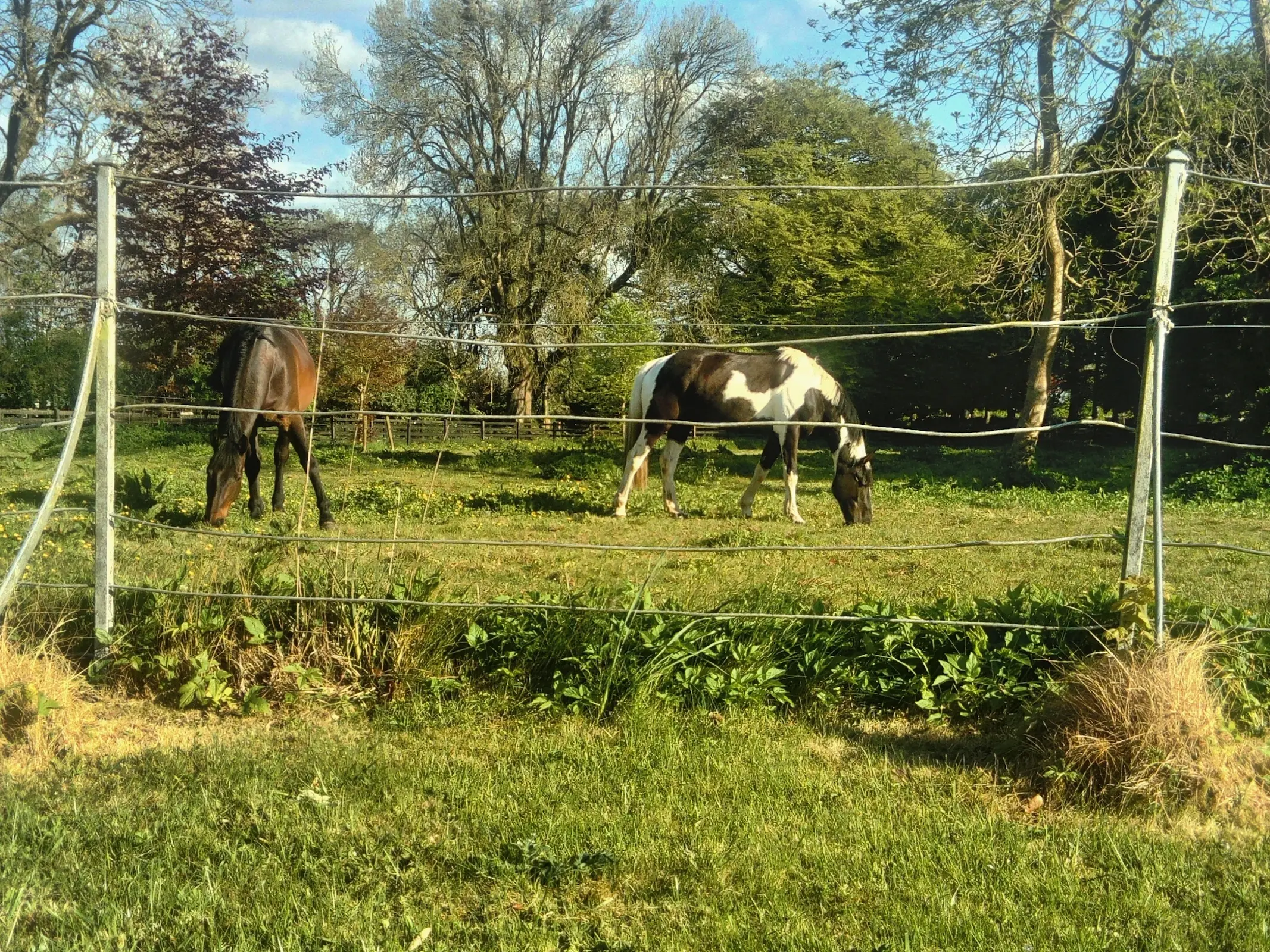 Irish Pinto Horse