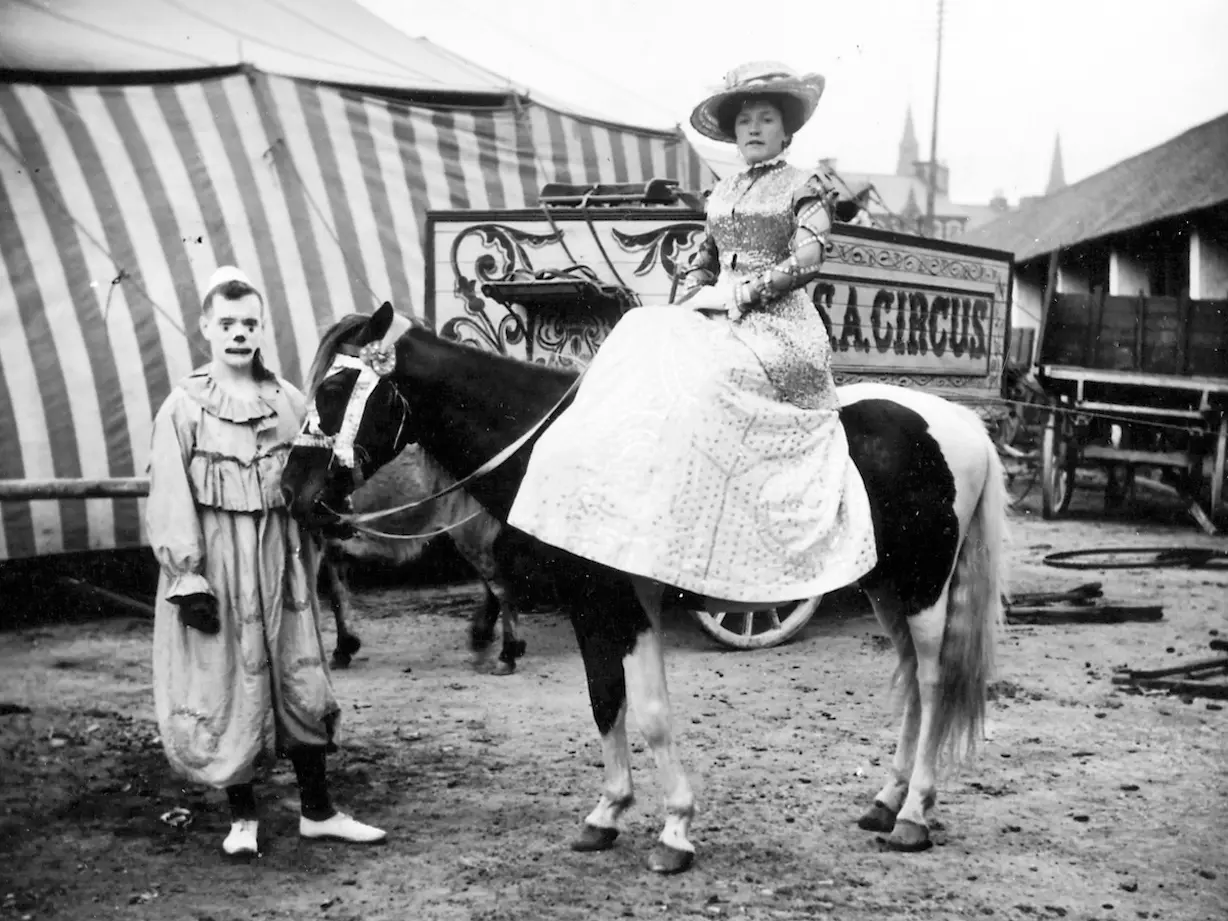 Irish Pinto Horse