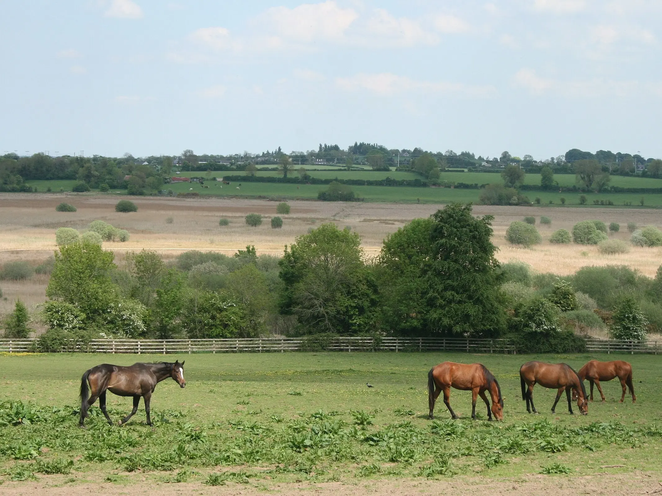 Irish Sport Horse 