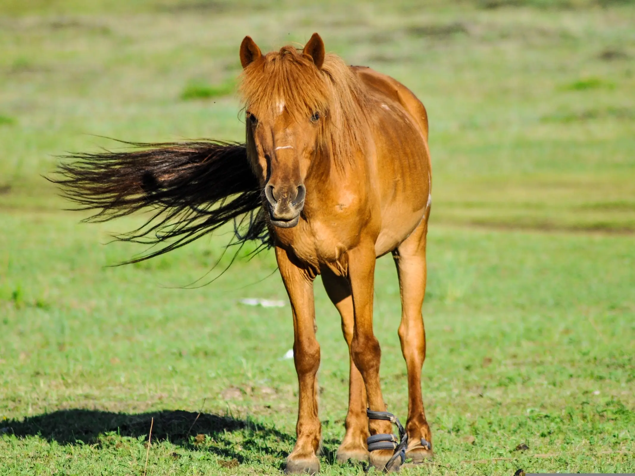 Horse with an irregular face marking