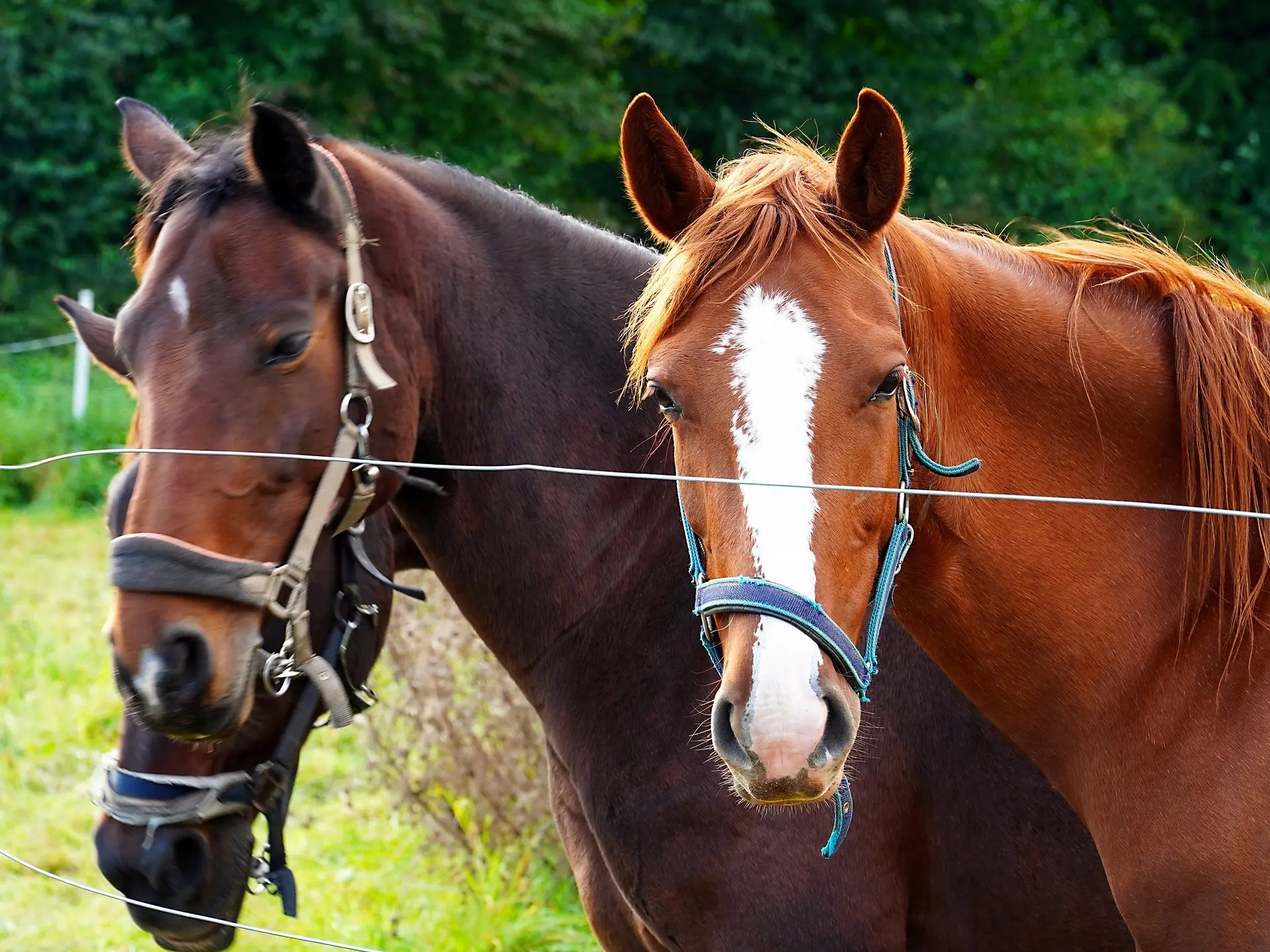 Horse with an irregular face marking