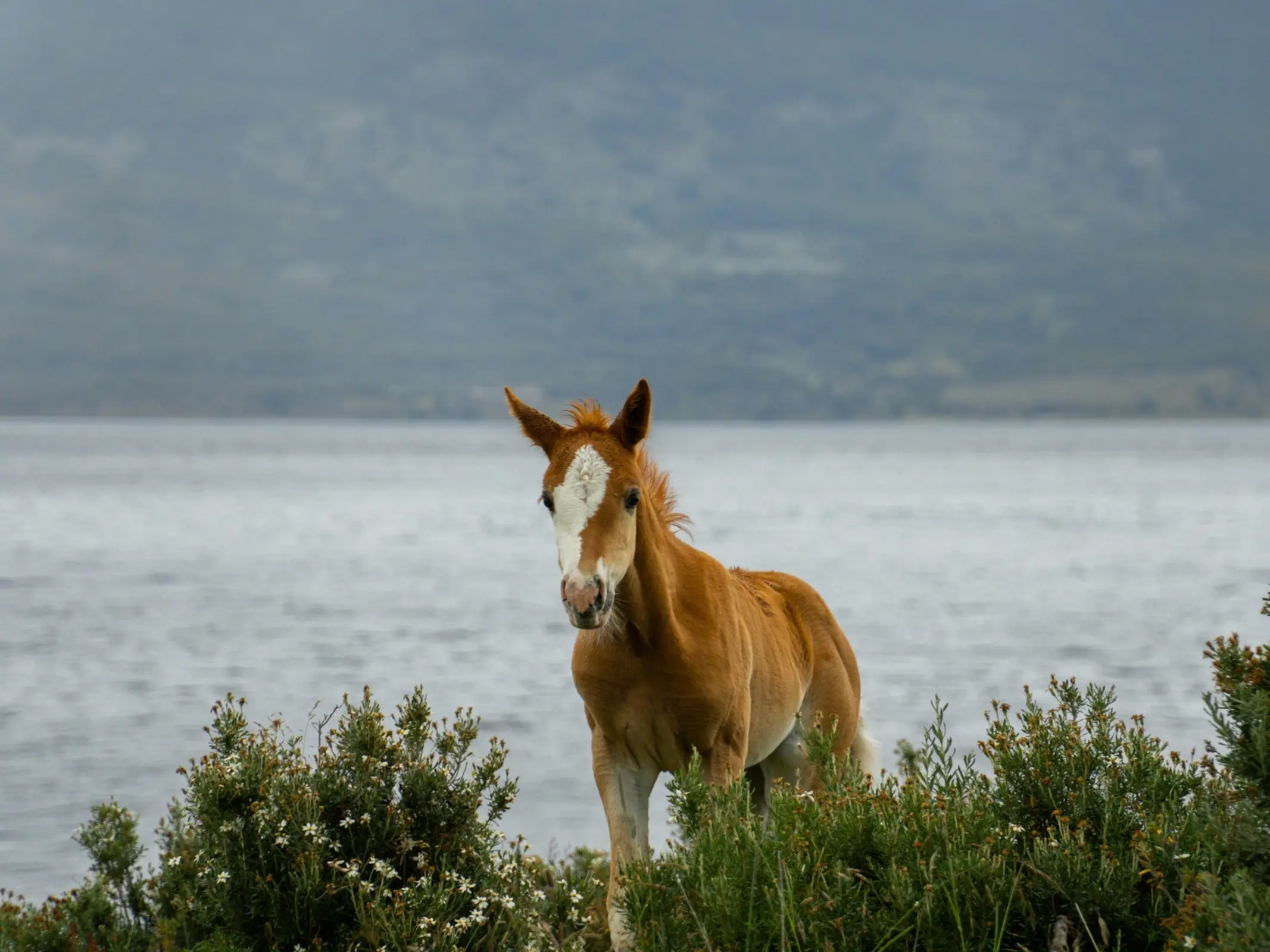 Horse with an irregular face marking