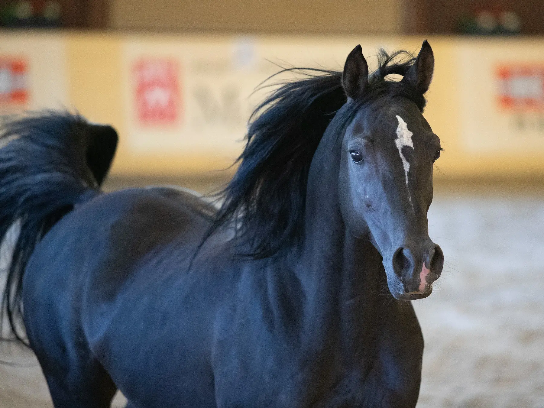 Horse with an irregular face marking