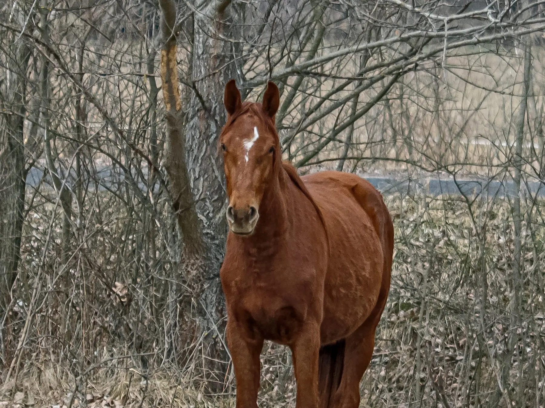 Horse with an irregular face marking