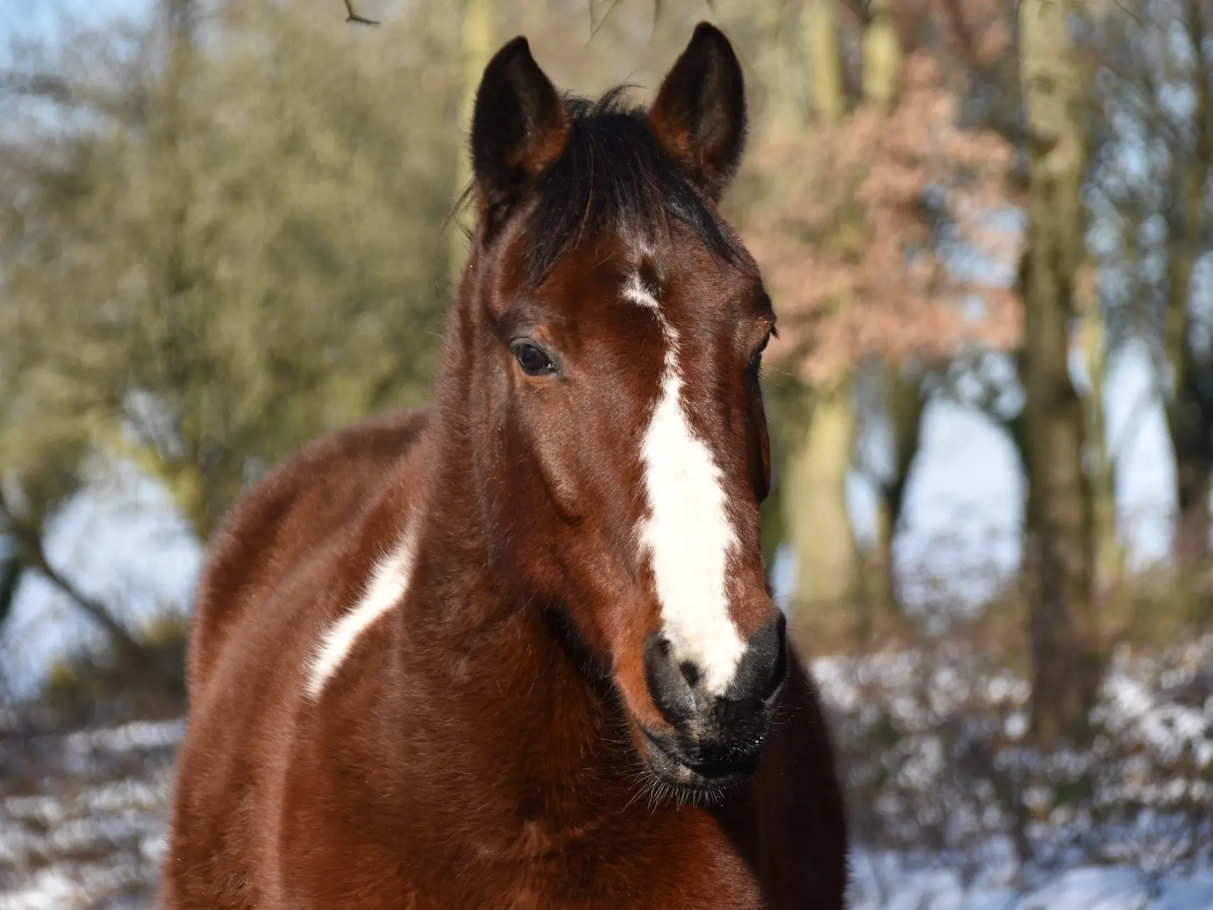 Horse with an irregular face marking