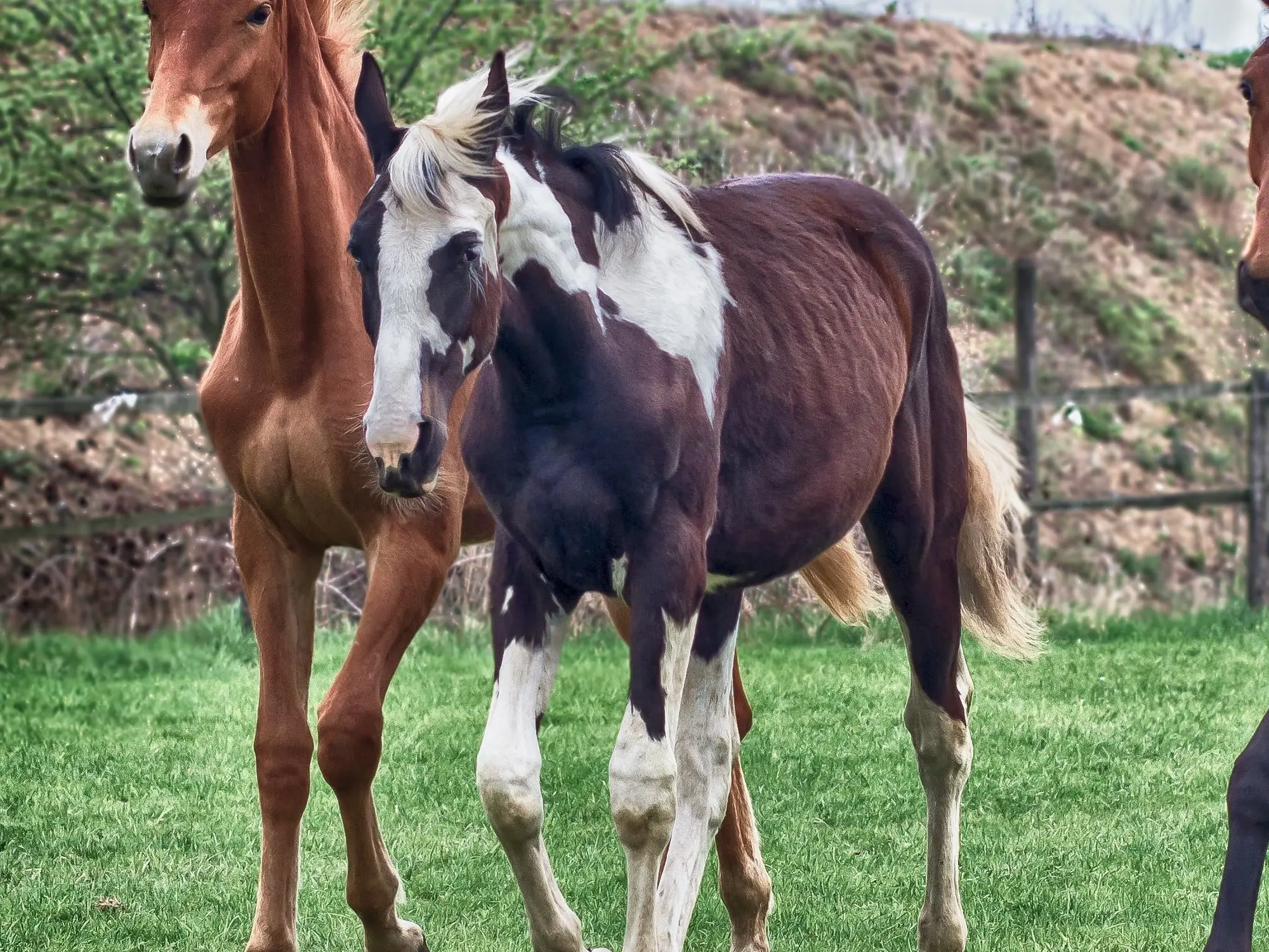 Horse with an irregular face marking