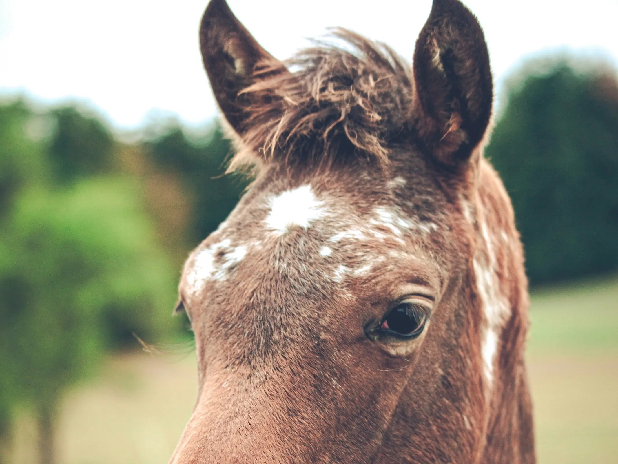 Horse with an irregular face marking