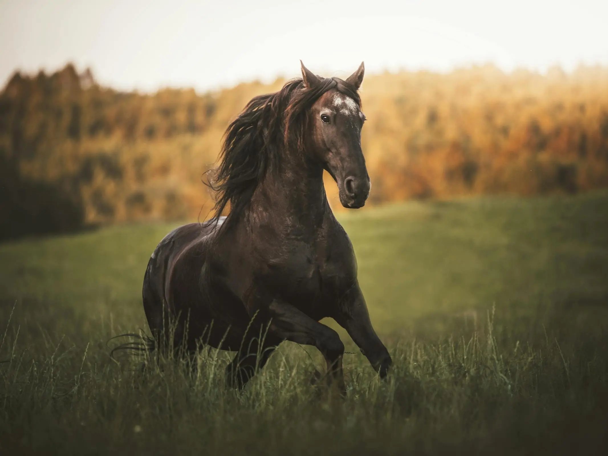 Horse with an irregular face marking