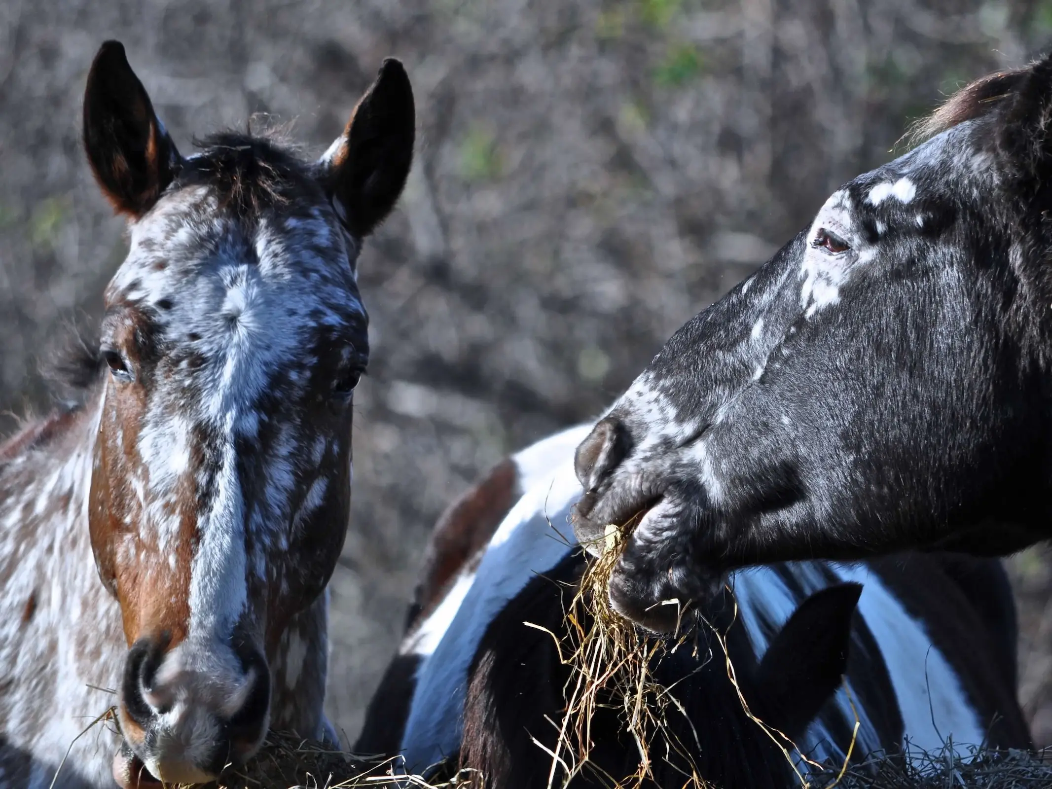 Horse with an irregular face marking