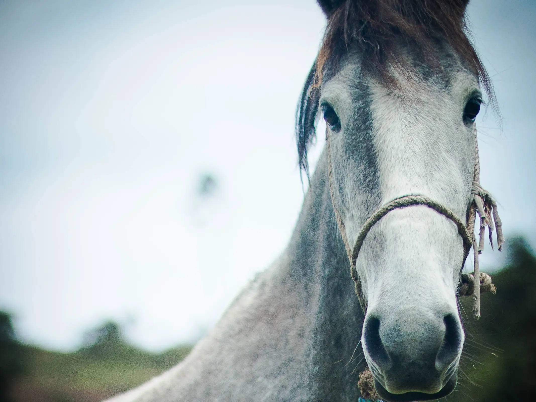 Horse with an irregular face marking