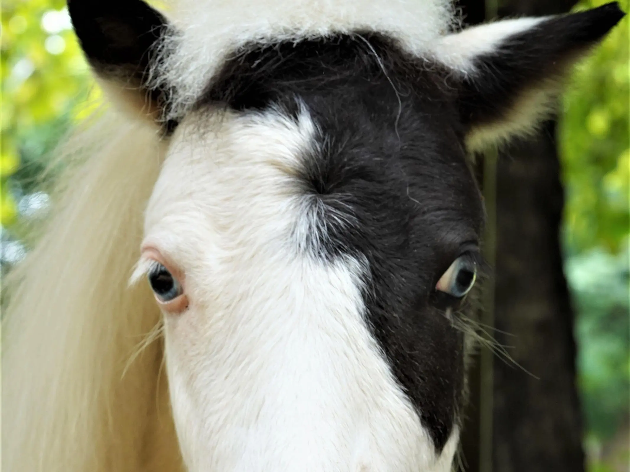 Horse with an irregular face marking