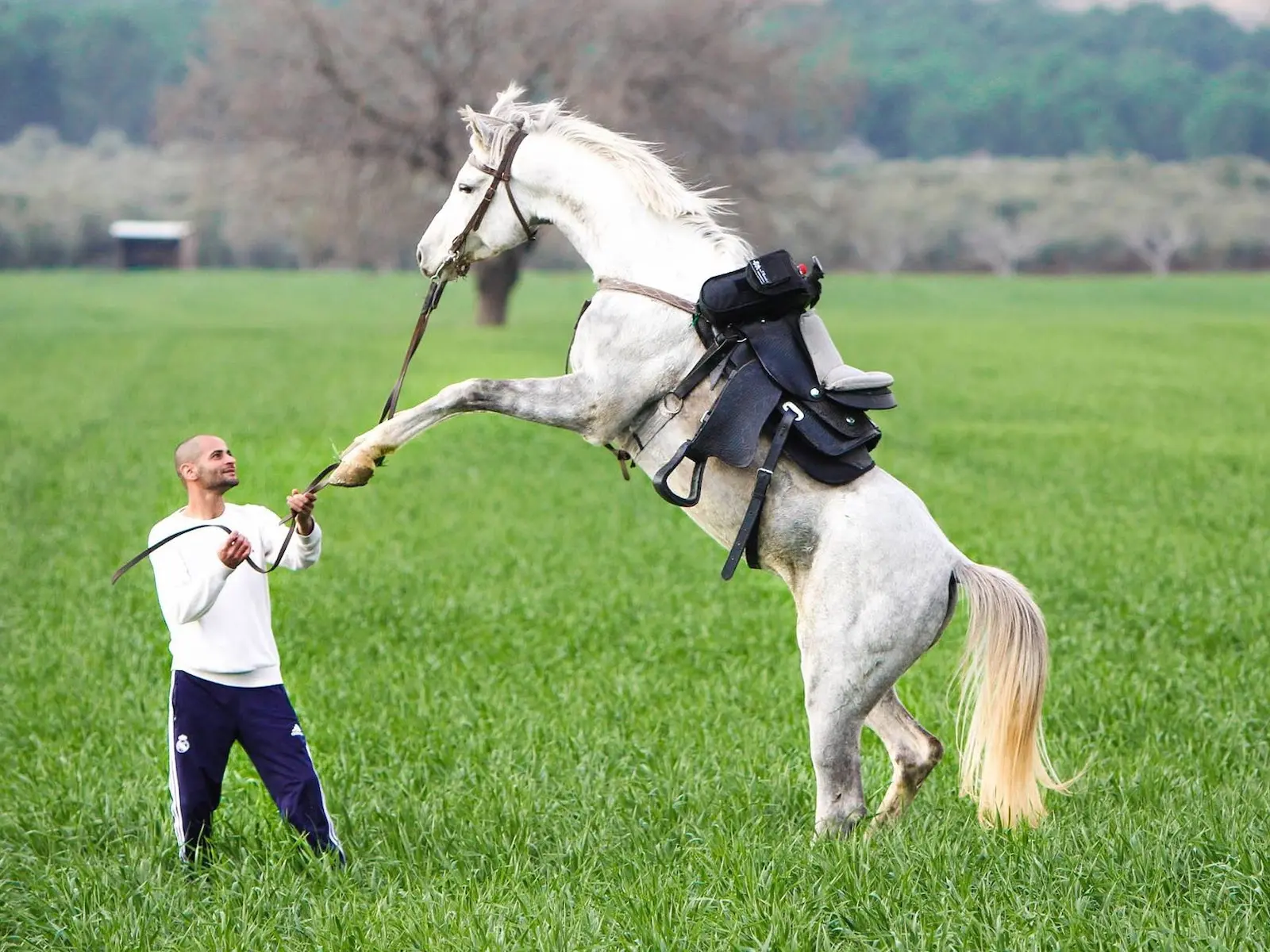 Israeli Horse