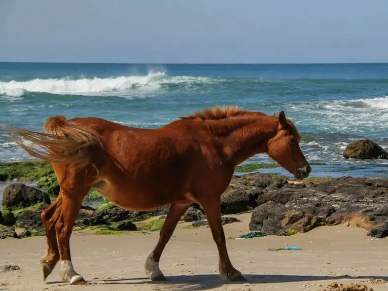 Israeli Horse