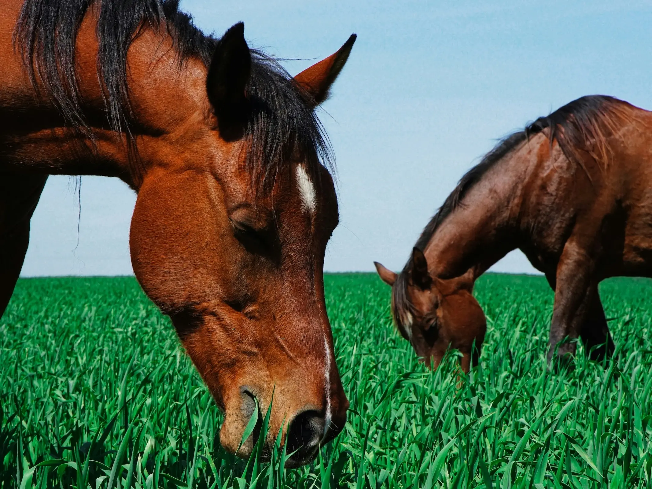 Israeli Horse