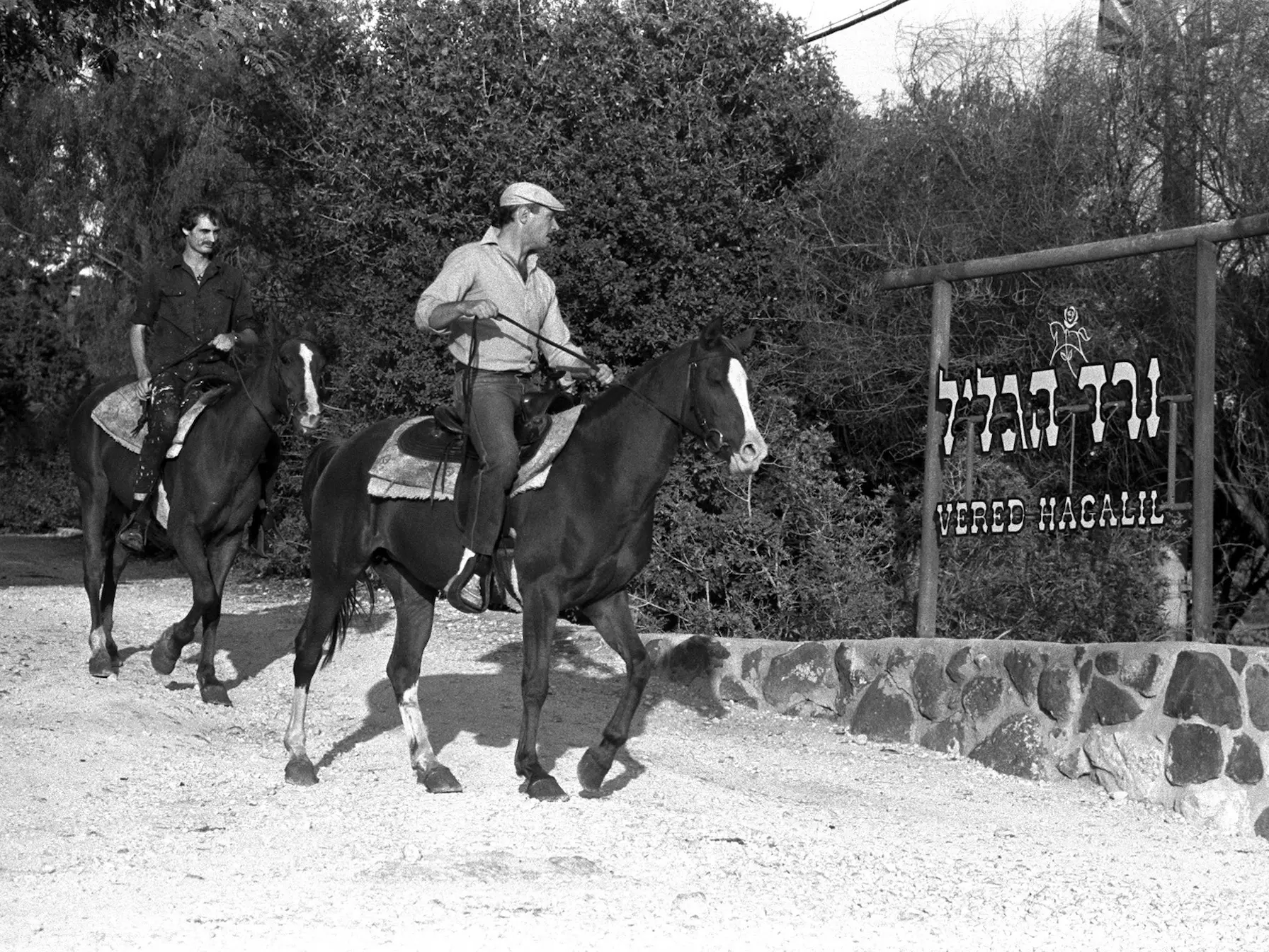 Israeli Horse