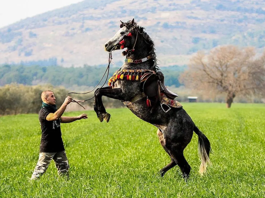 Israeli Horse