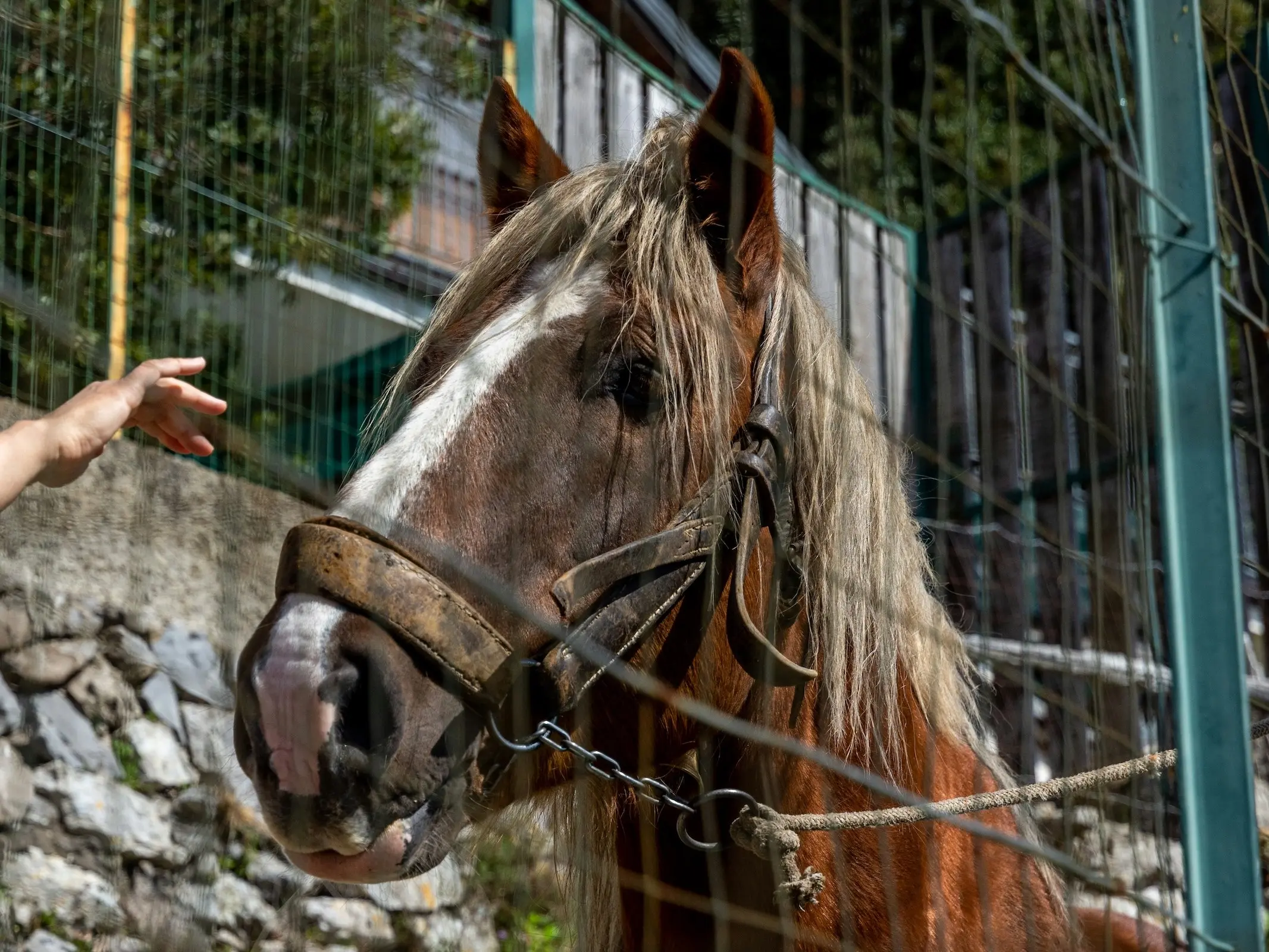 Italian Heavy Draft Horse