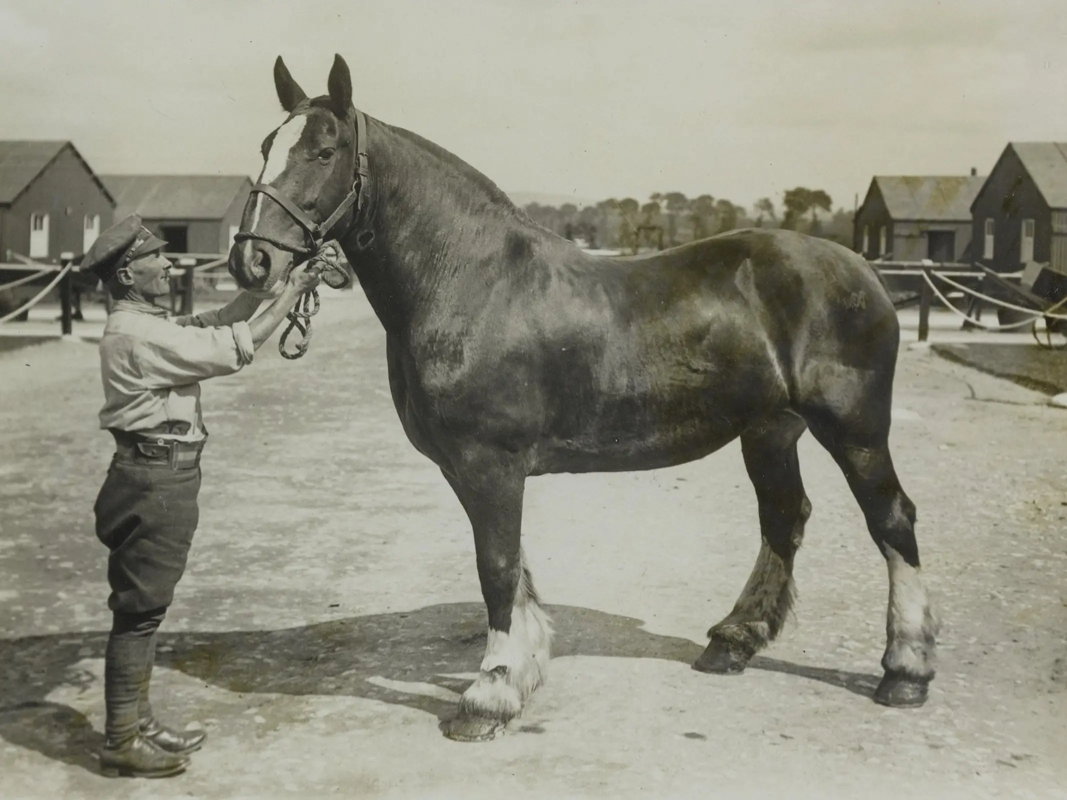 Italian Heavy Draft Horse